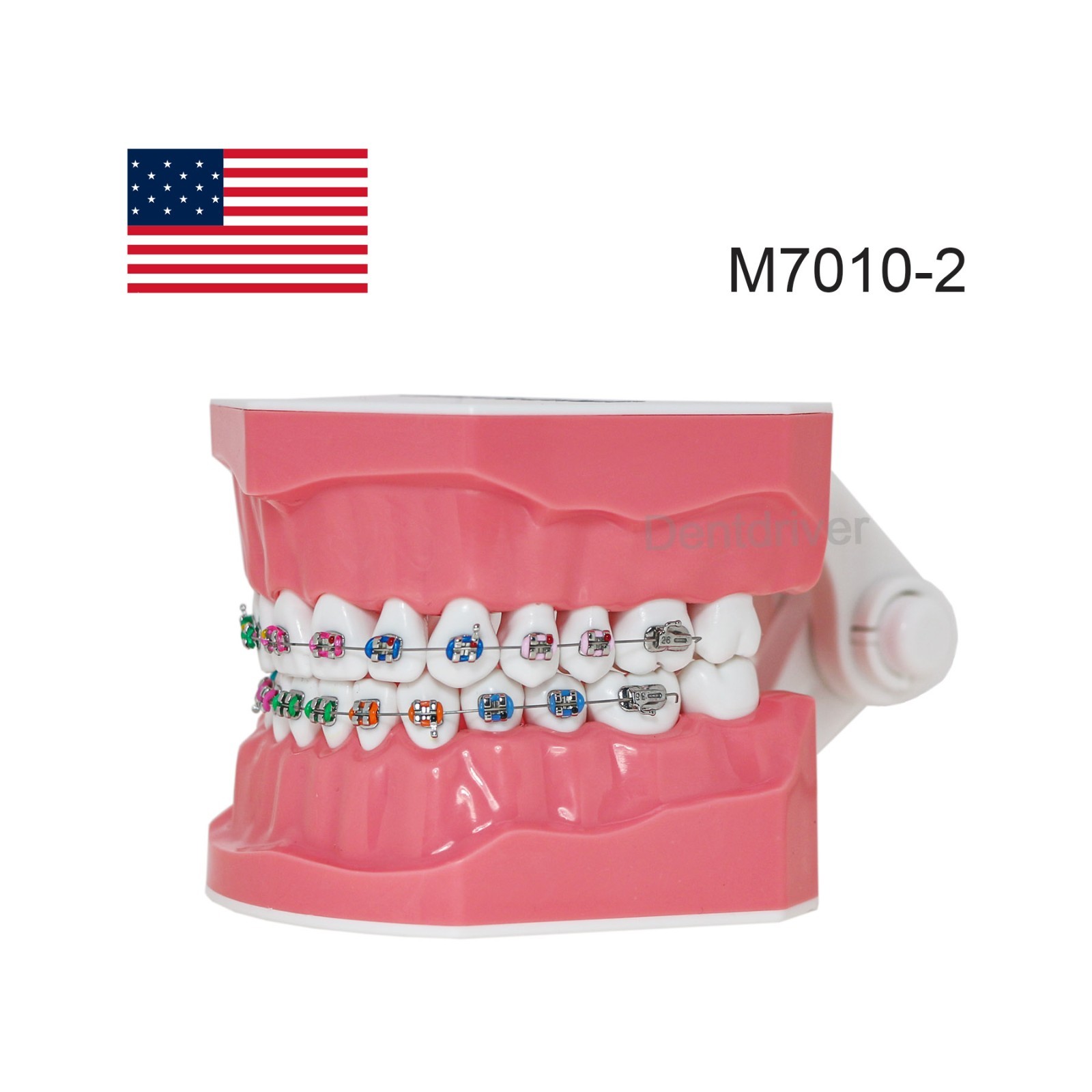 US M7010 Series Typodont M7010-1 Hygiene/M7010-2 Orthodontic Bracket Teeth Model