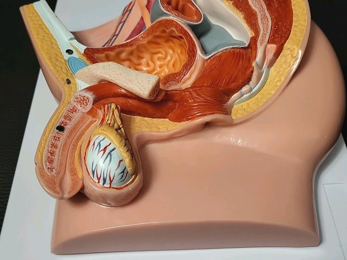 Evotech Scientific Male Pelvis Medical Anatomy Model Male Reproductive System