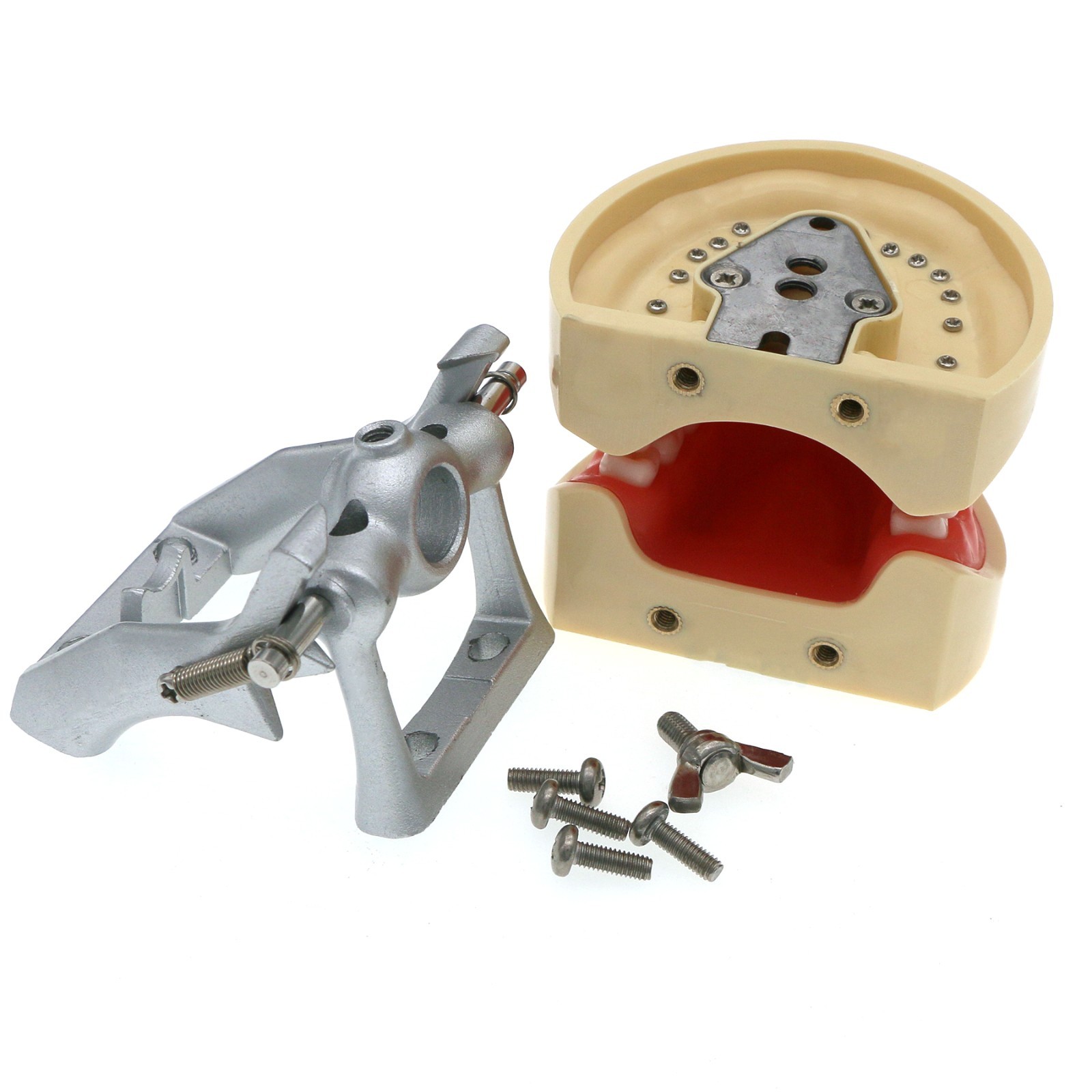 Dental 200 Type Typodont Model With Removable Teeth fit Kilgore NISSIN M8012