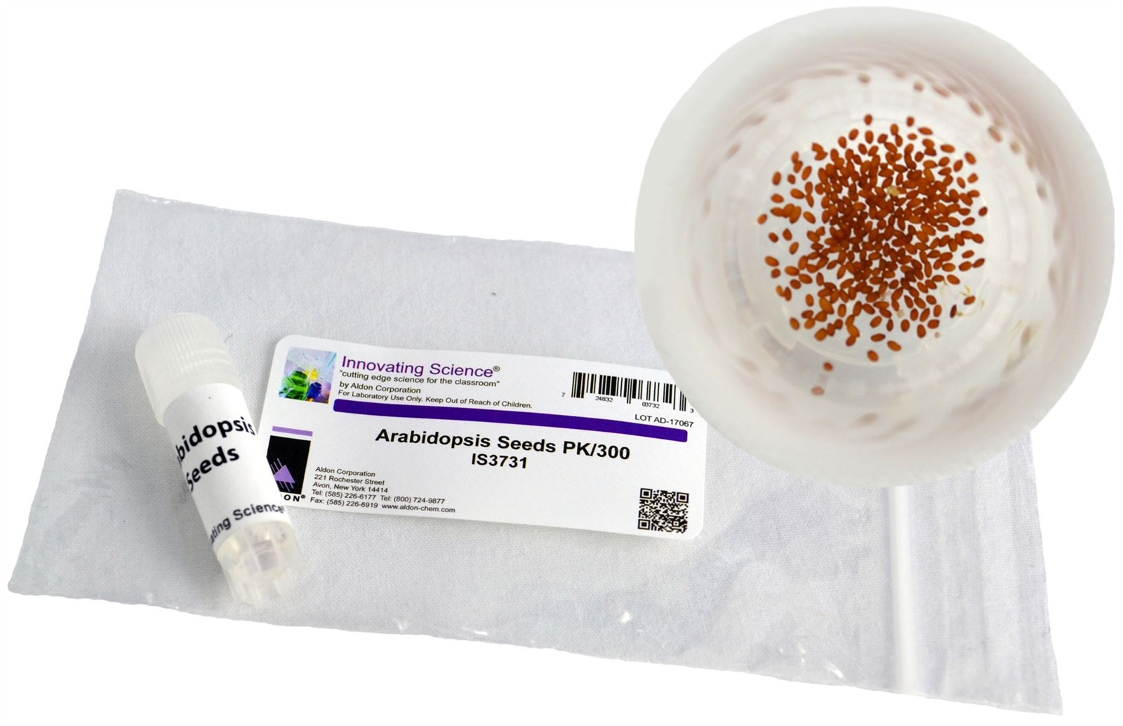 Arabidopsis Seeds, 300/Packet – Innovating Science