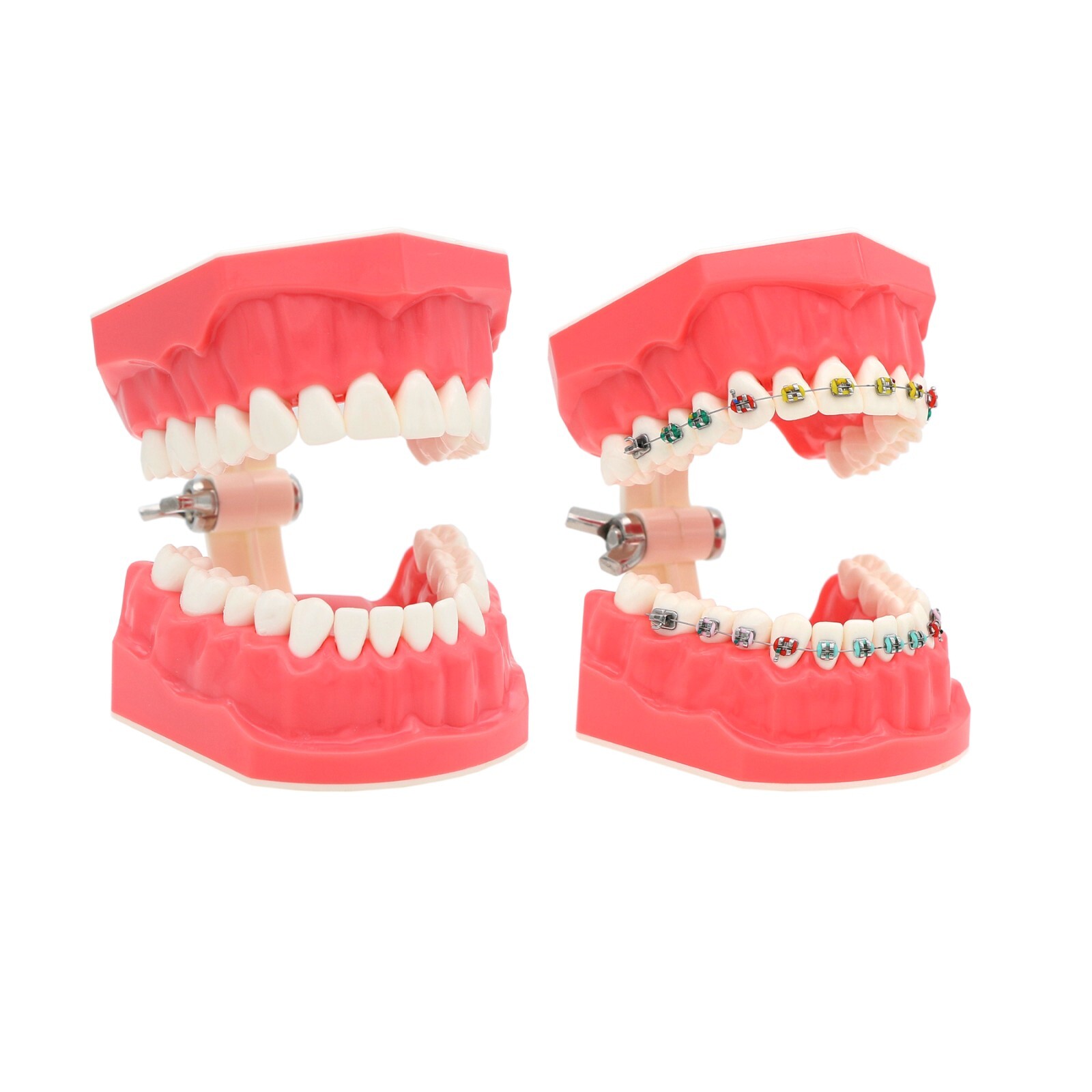 US Dental Teach Typodont Demonstration Teeth Model for Patient Study M7010-1/2