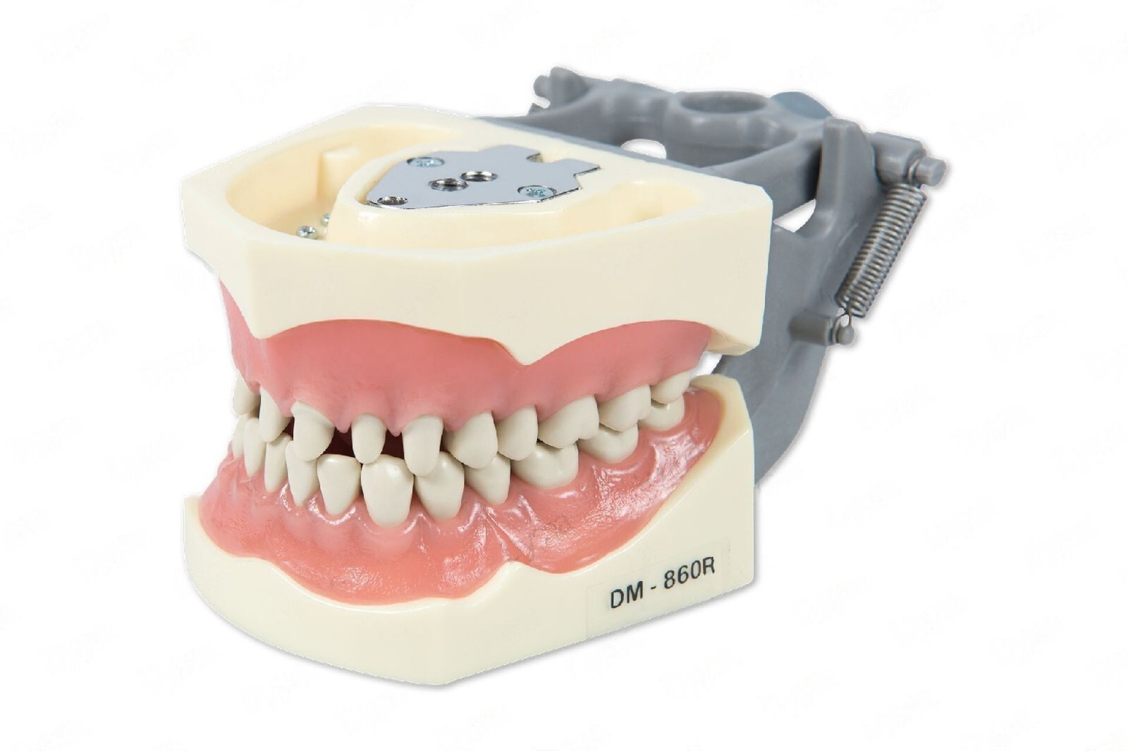 DENTAL TYPODONT MODEL 860 PREP TEETH MODEL FITS COLUMBIA BRAND REMOVABLE TEETH