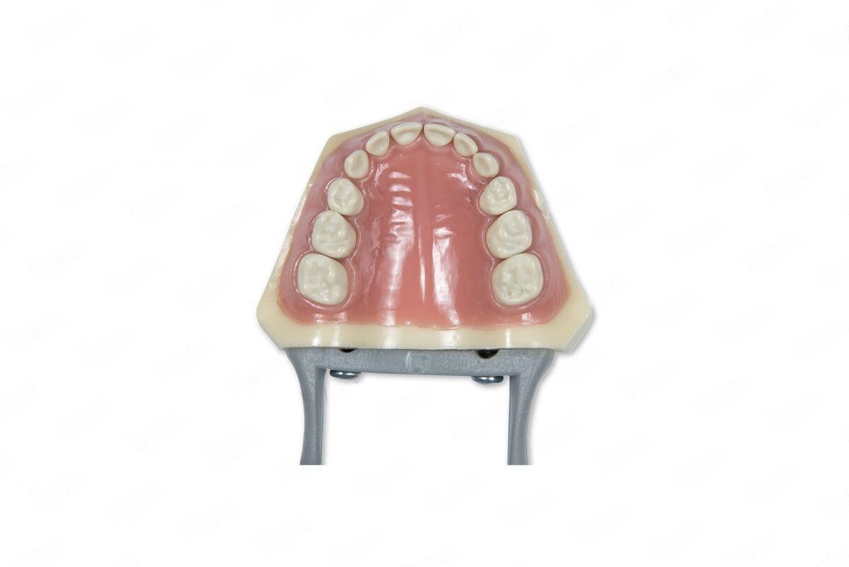 DENTAL TYPODONT PEDIATRIC 760 MODEL WITH REMOVABLE IVORINE TEETH