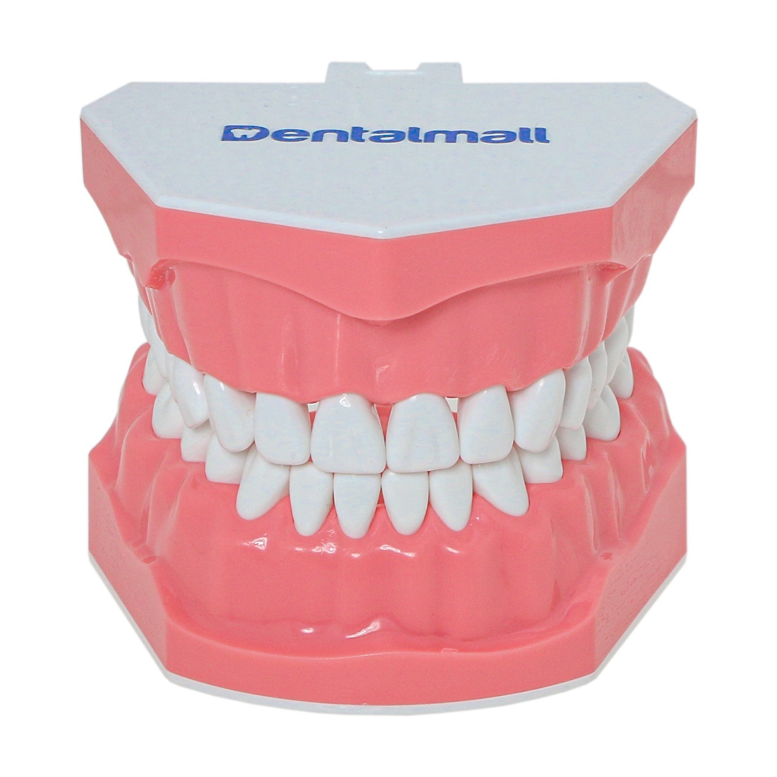 US Dental Orthodontic Model Brushing Flossing Practice Teeth Model with Brackets