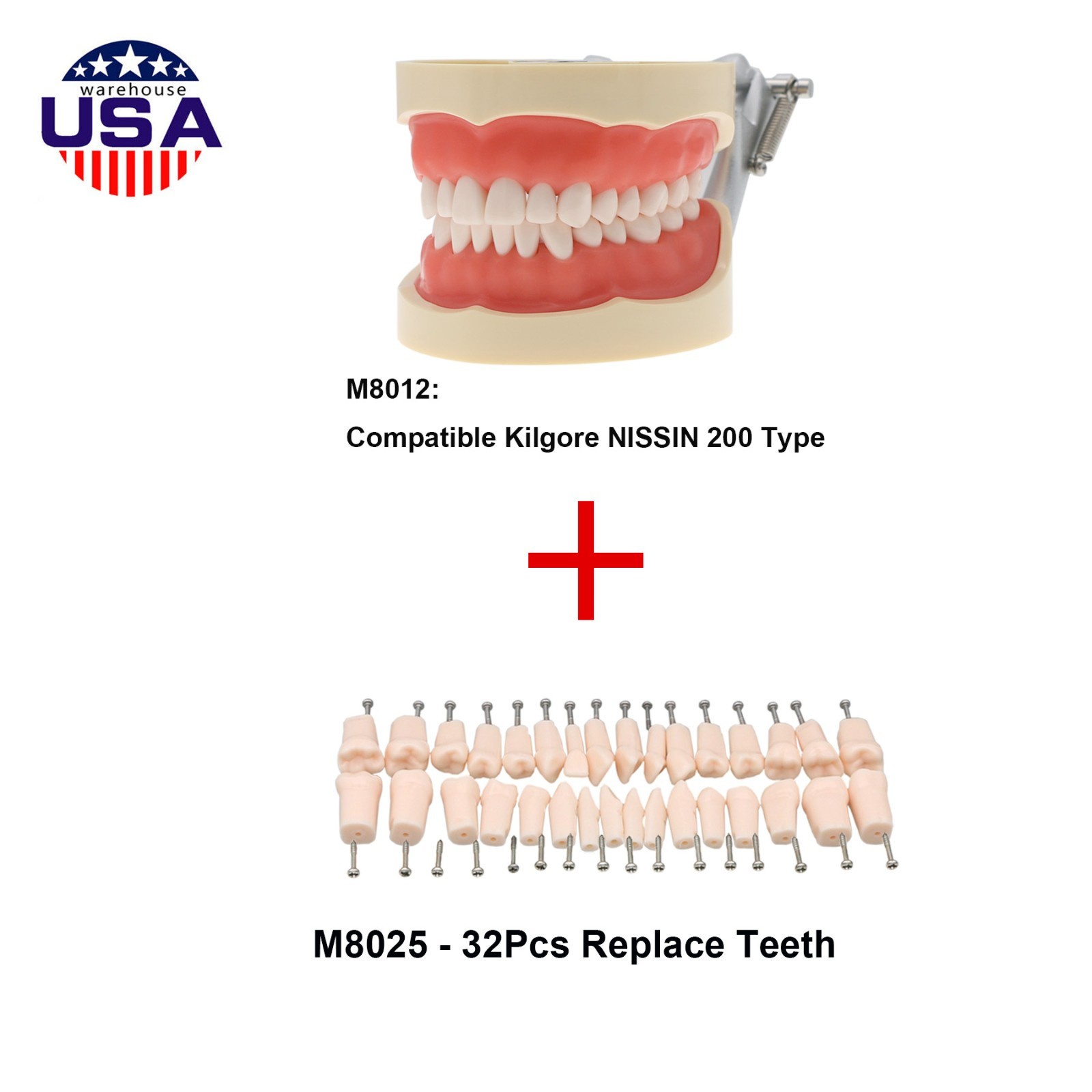 Dental 200 Type Typodont Model With Removable Teeth fit Kilgore NISSIN M8012