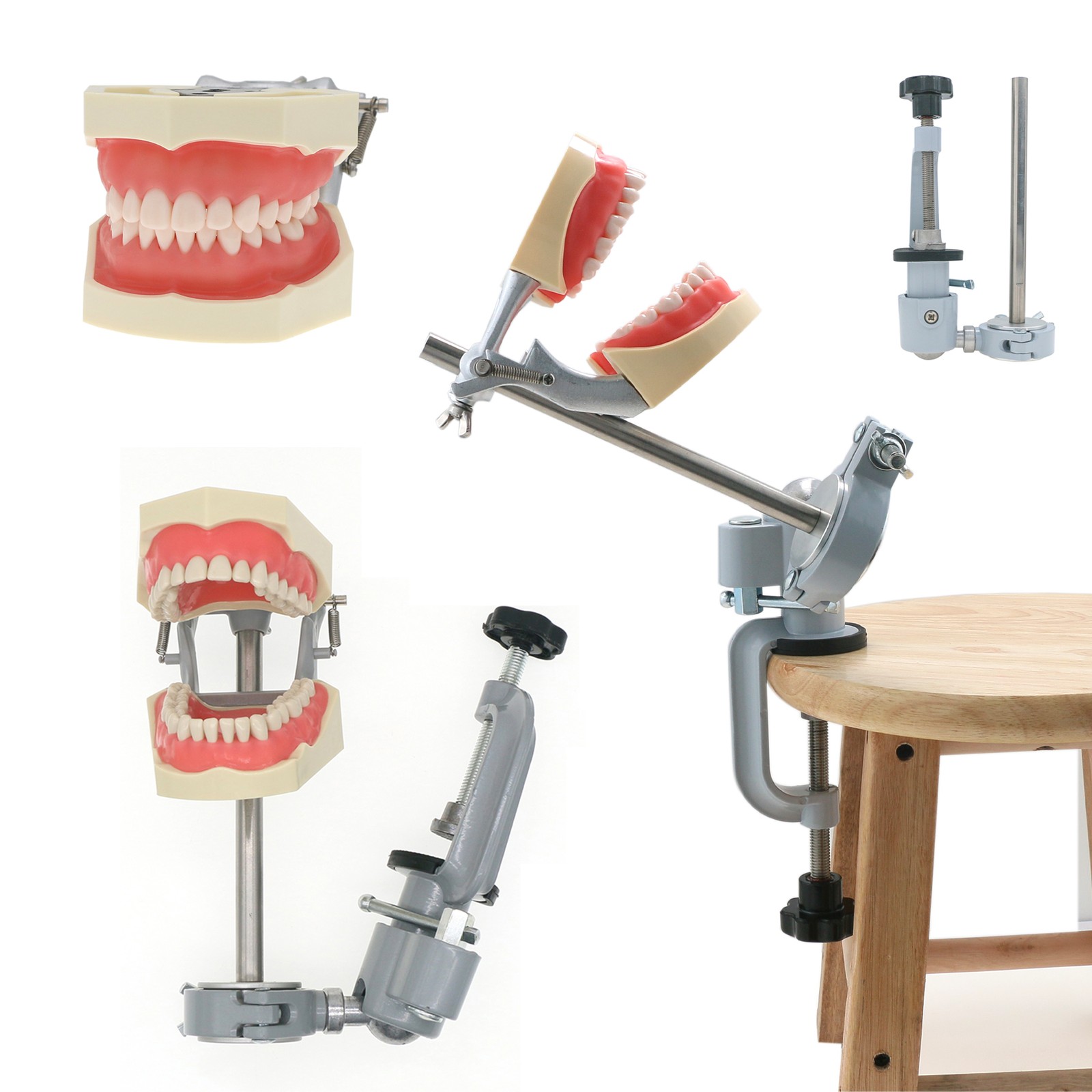 US Dental Overdenture/Implant/Orthodontic Typodont Ortho Training Teaching Model