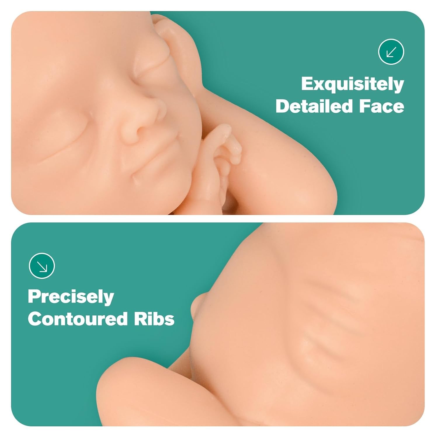 Fetus Teaching Model Set 12 16 22 30 Week Male Pregnancy Education Silicone..