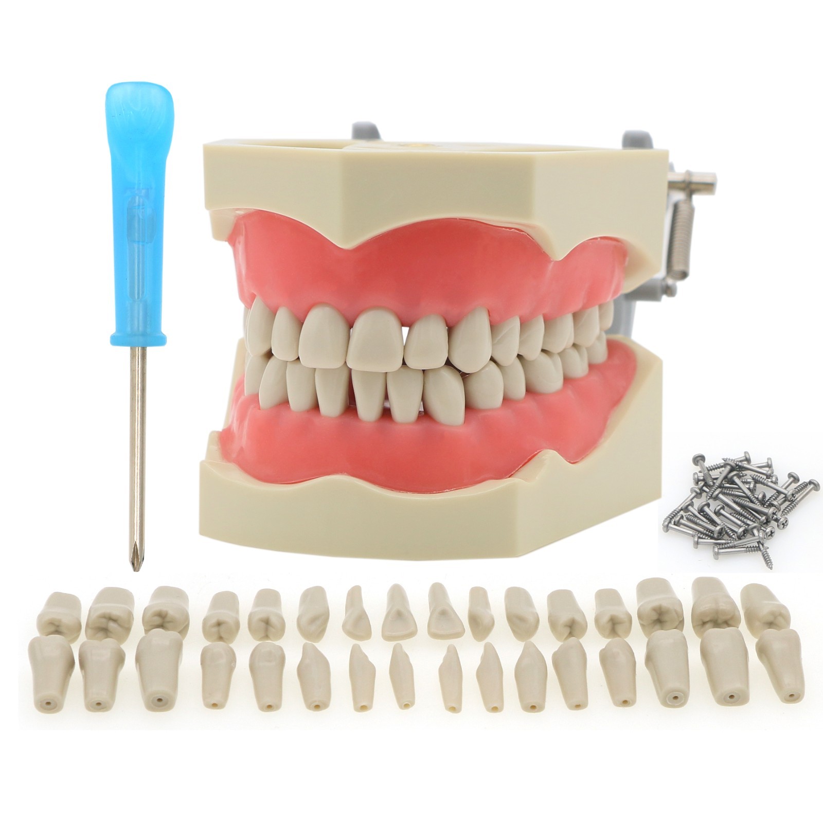 US Columbia 860 Type Dentoform Dental Typodont Model with 32Pcs Removable Teeth