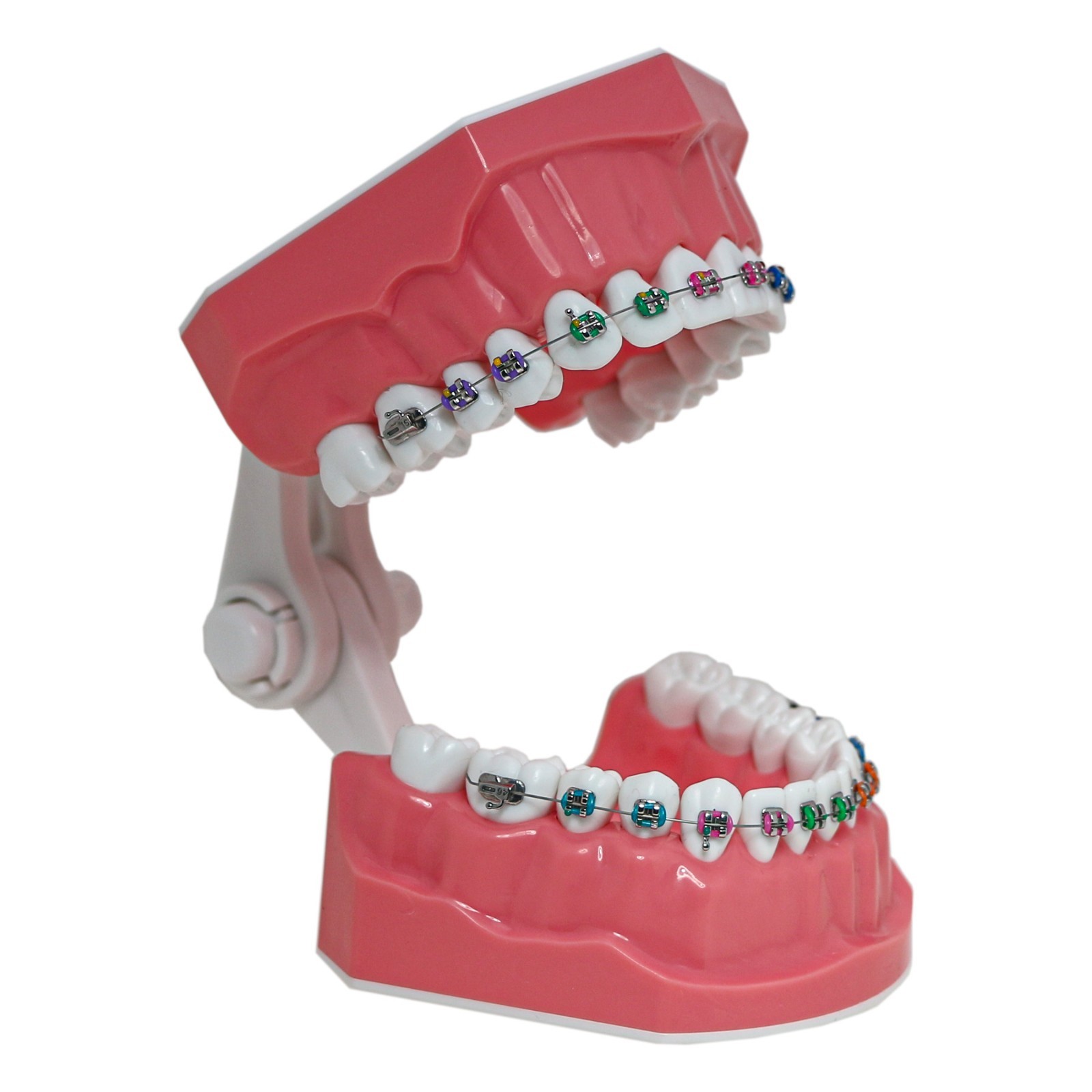 US Dental Orthodontic Model Brushing Flossing Practice Teeth Model with Brackets