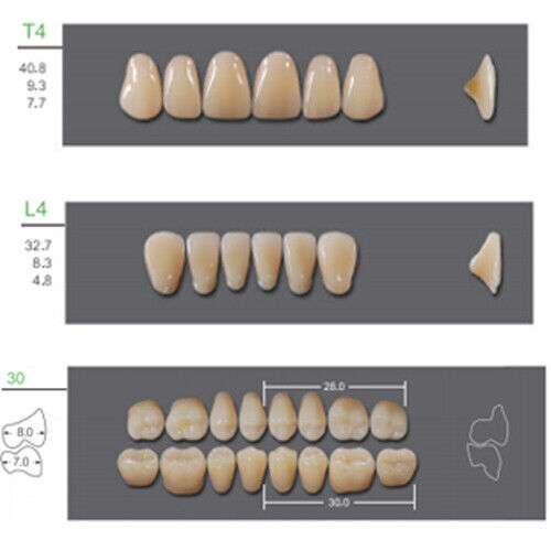 Huge Kaili Synthetic Polymer False Teeth Shade C1 Full Set: 28 teeth/set 4 sets