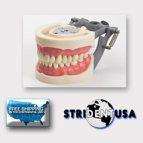 DENTAL TYPODONT MODEL 200 WITH REMOVABLE TEETH KILGORE NISSIN TYPE