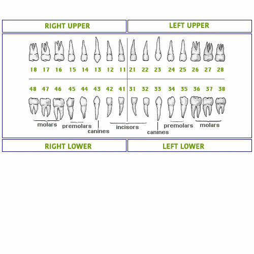 IVORINE TEETH 10 PACK FITS TYPODONT 200 AND ALSO FITS KILGORE NISSIN 200