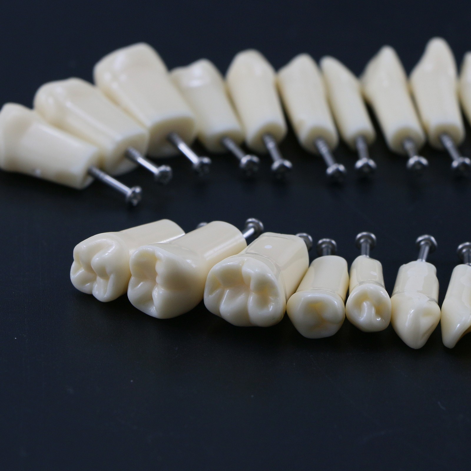 Kilgore Nissin 200 Type Dental Mounting Pole Typodont Model 32pc Removable Teeth