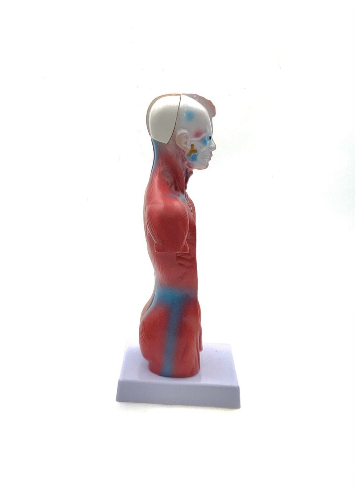 Model Human Body Torso Anatomy For School Science Teacher Doctor Office Decor
