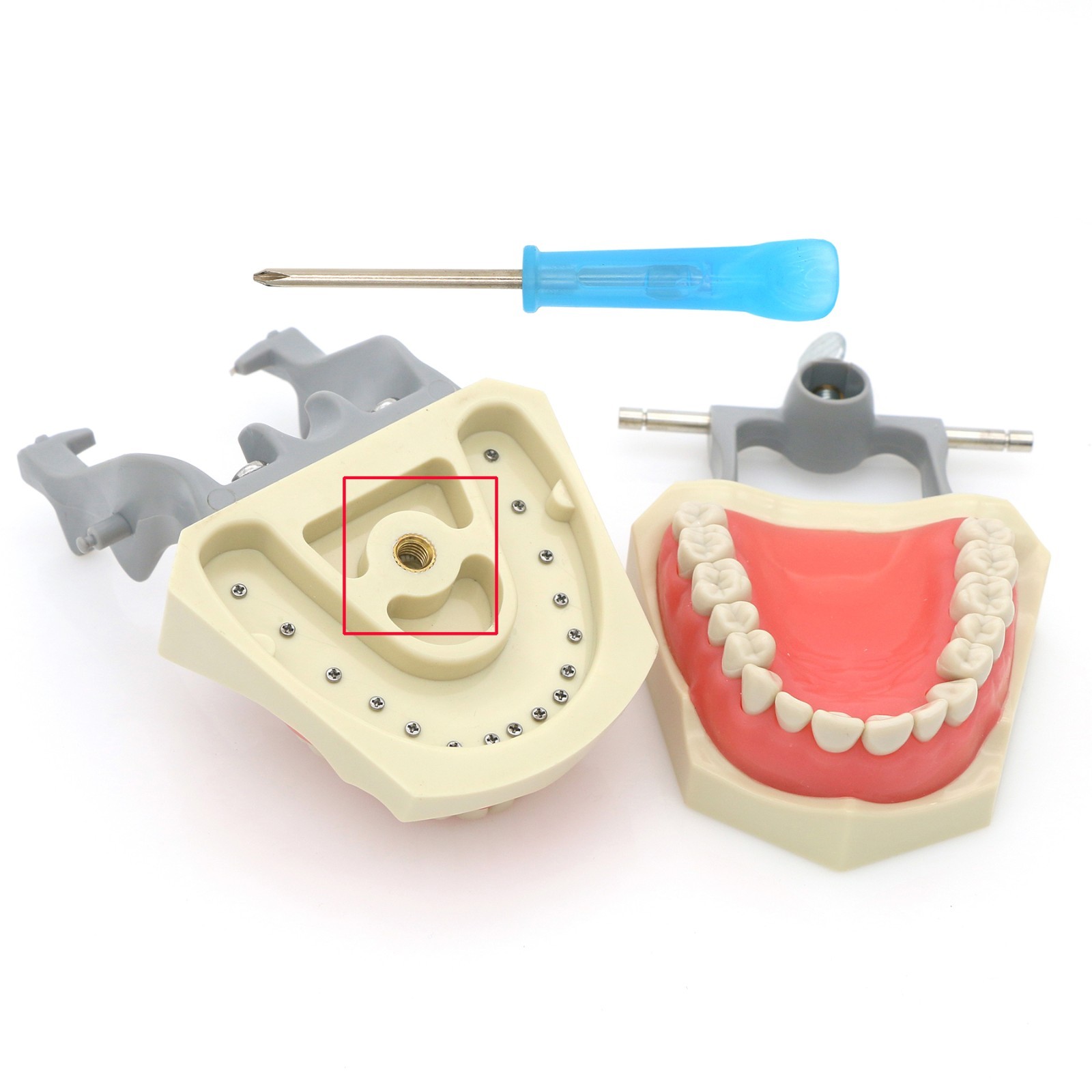 US Columbia 860 Type Dentoform Dental Typodont Model with 32Pcs Removable Teeth