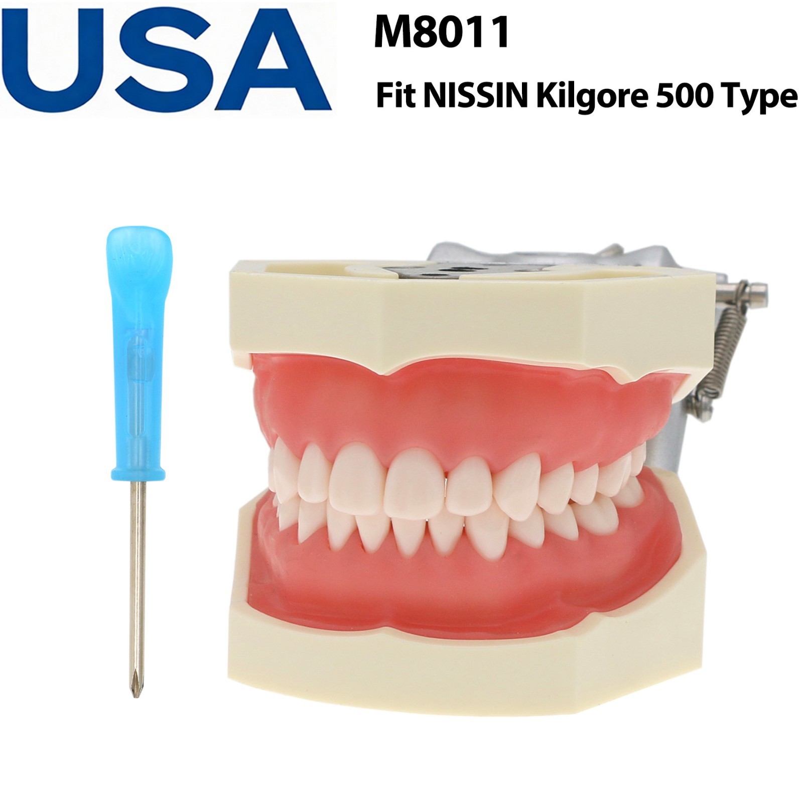 US Dental Typodont Teeth Model Mounting Pole Fit Columbia Kilgore Nissin Frasaco