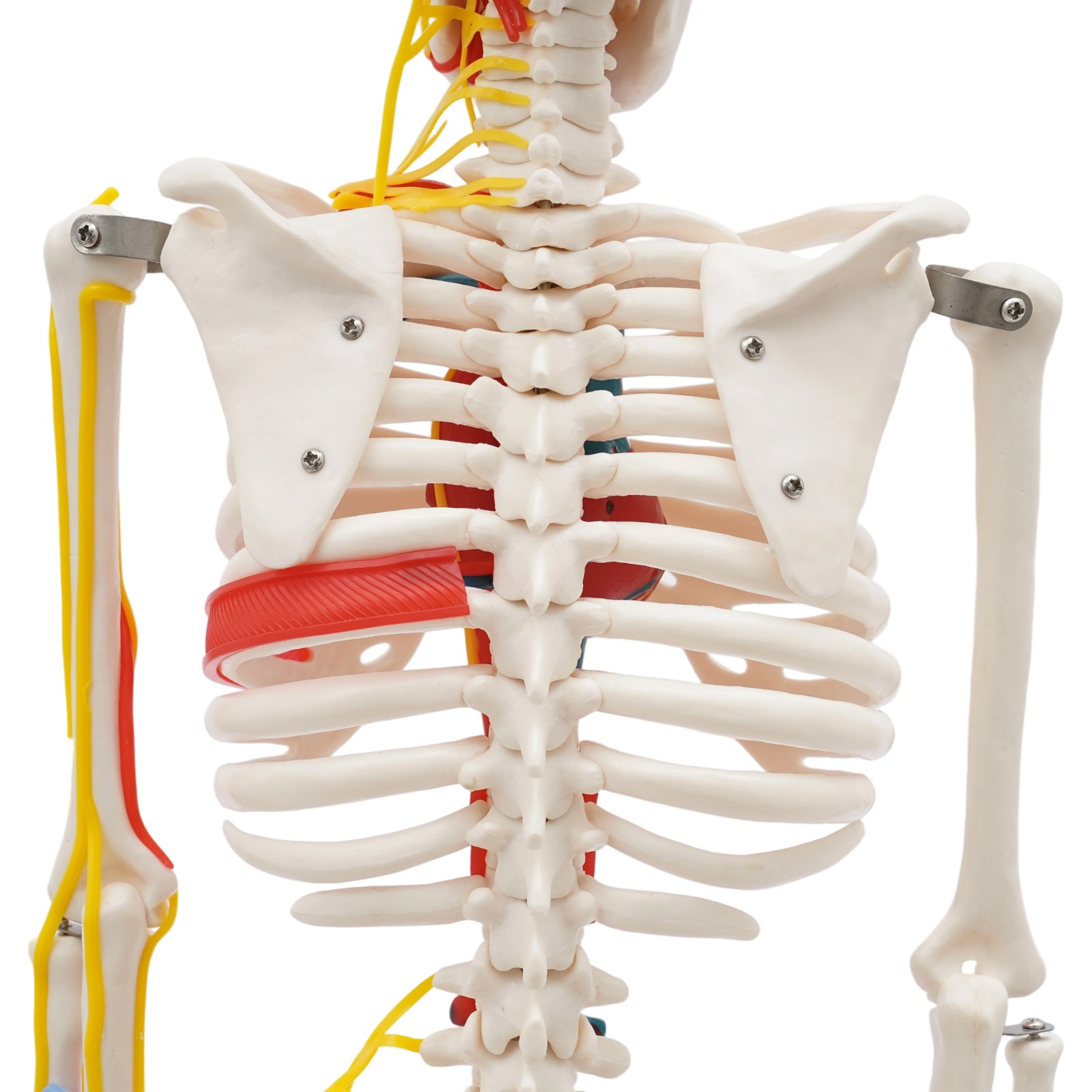 Anatomical Skeleton Model 33.46″, Detachable with Blood Vessels & Base
