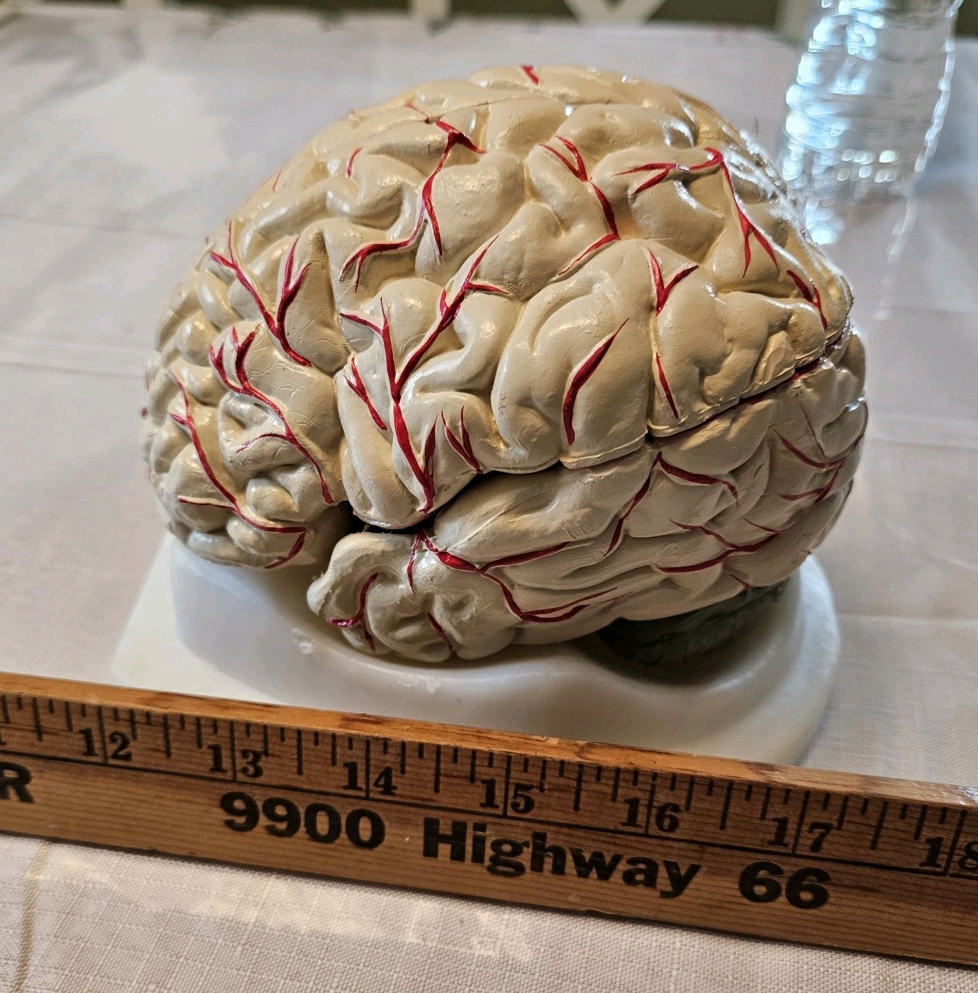 Human Brain Model Anatomy 8 Part Anatomical Brain Model w/Base Doctor’s Office