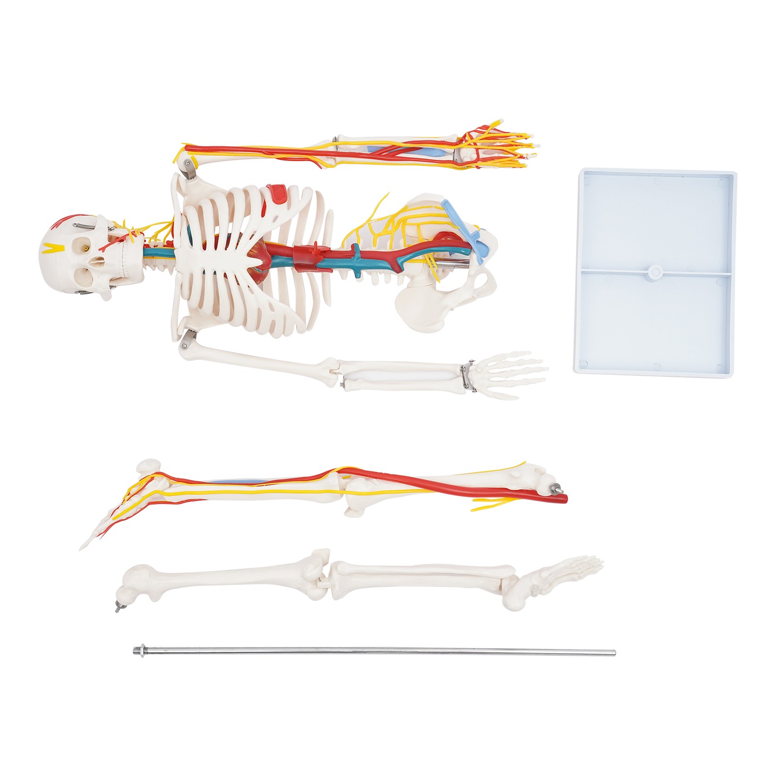 Anatomical Skeleton Model 33.46″, Detachable with Blood Vessels & Base