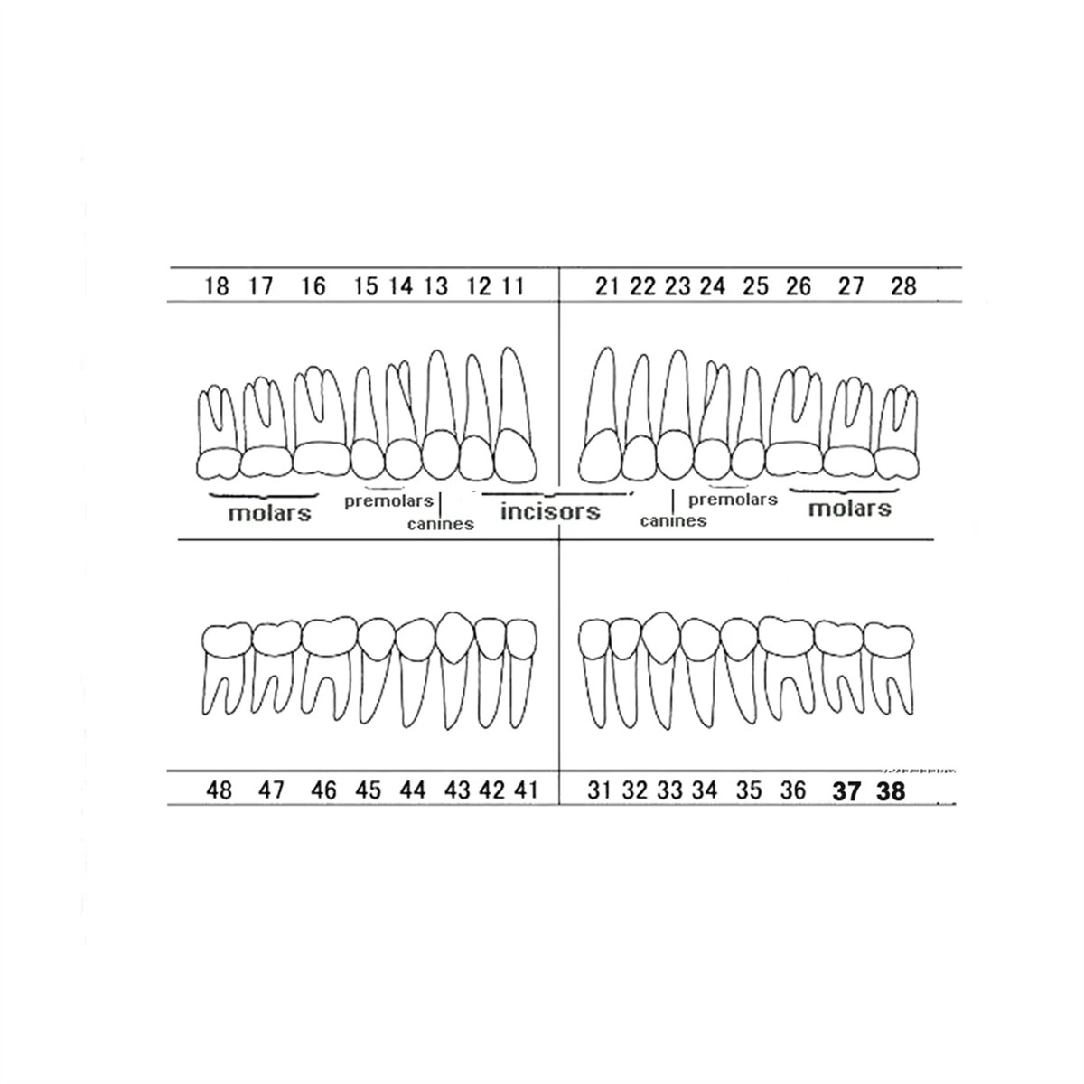 Dental Typodont Teeth Replacement Set of 40 Teeth Kilgore Nissin 500 Fit Screws