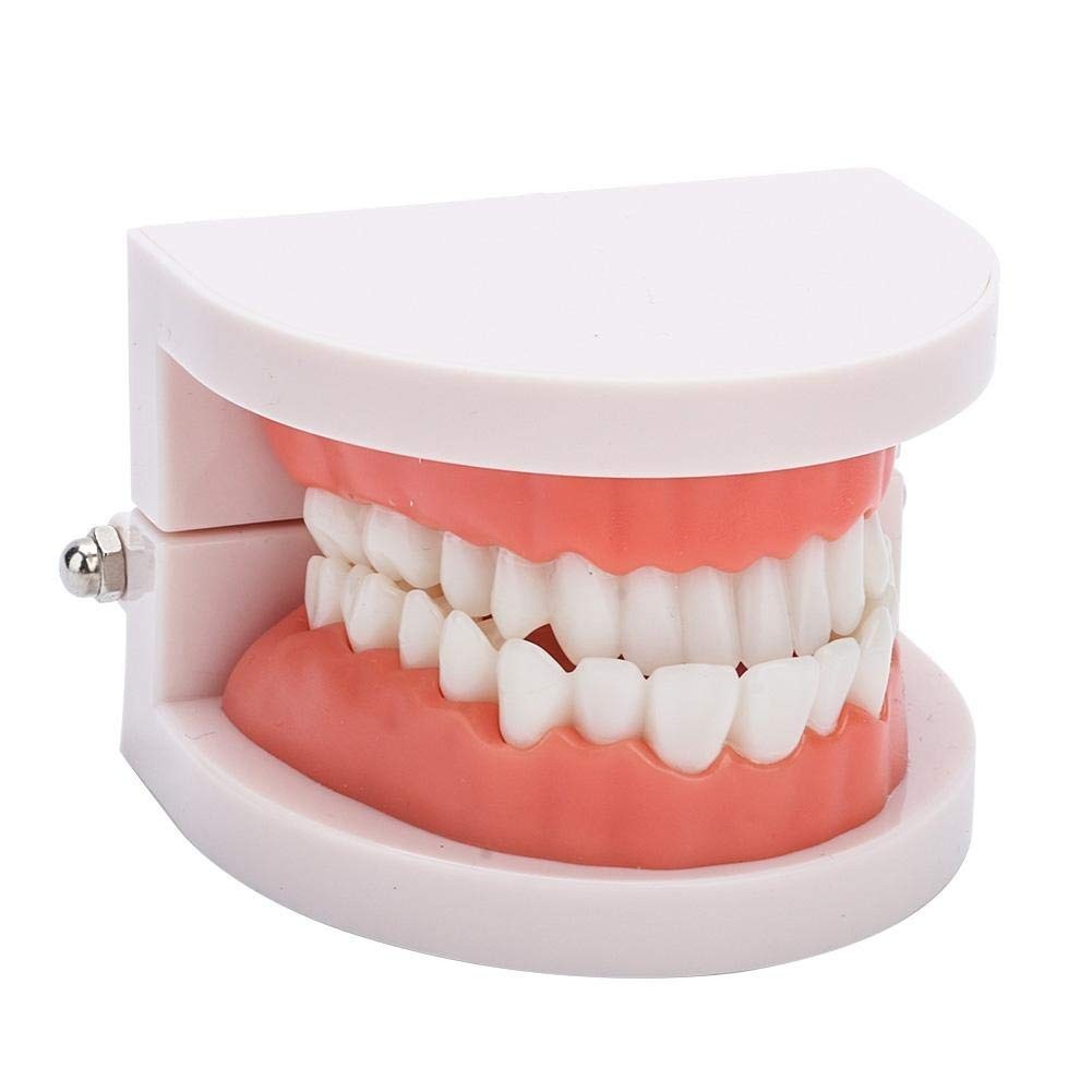 Fake Teeth Model for Teaching | 28 Tooth Typodont | Dentist Demo | BUY!