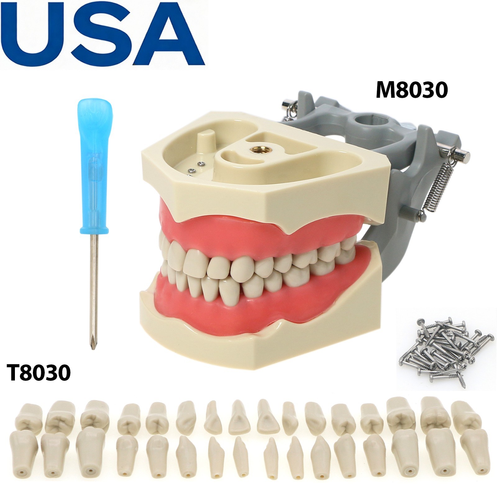 US Dental Typodont Teeth Model Mounting Pole Fit Columbia Kilgore Nissin Frasaco