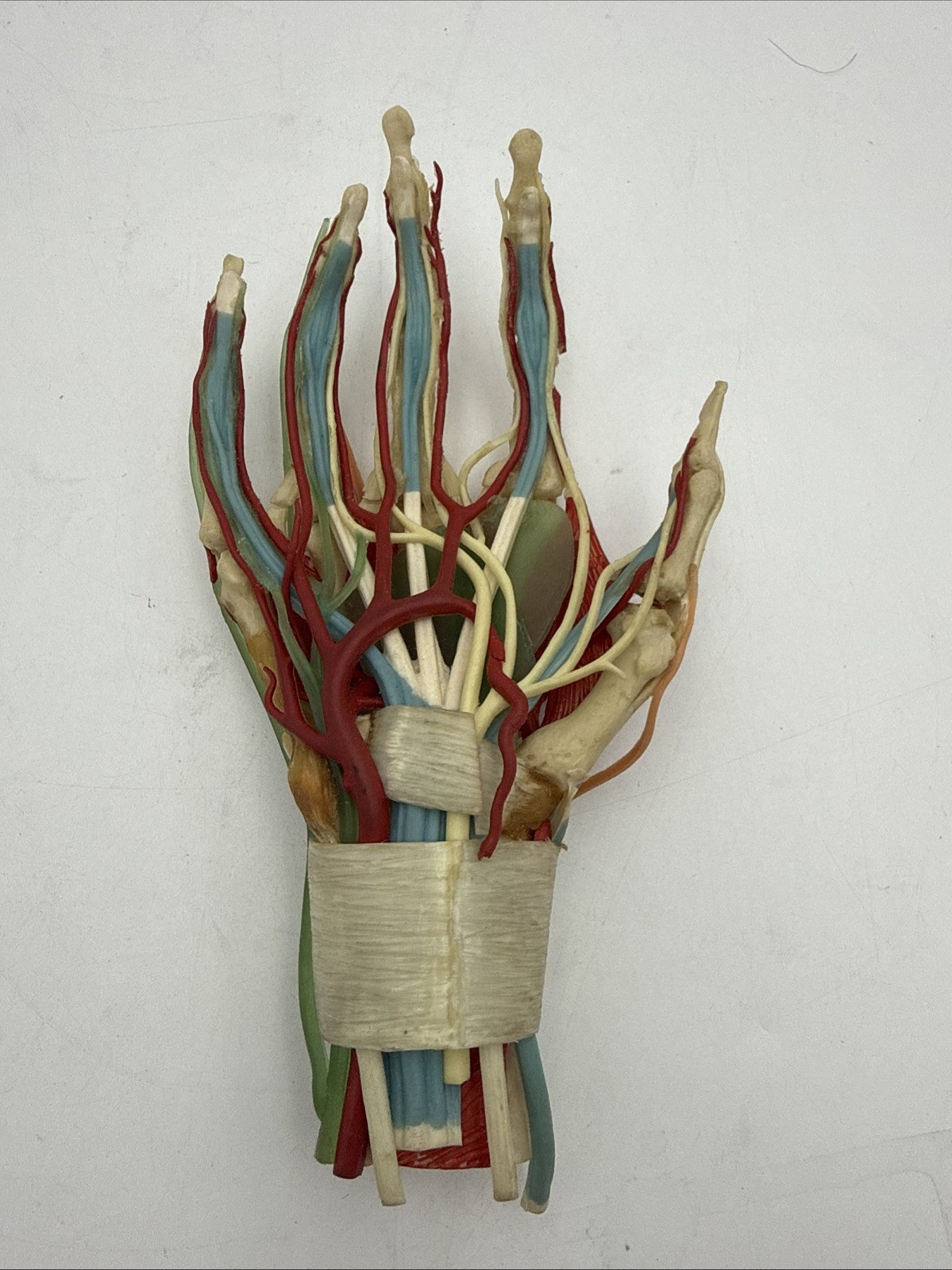 Laerdal Medical Plastics Laboratory Deluxe Hand Model with Muscles and Ligaments