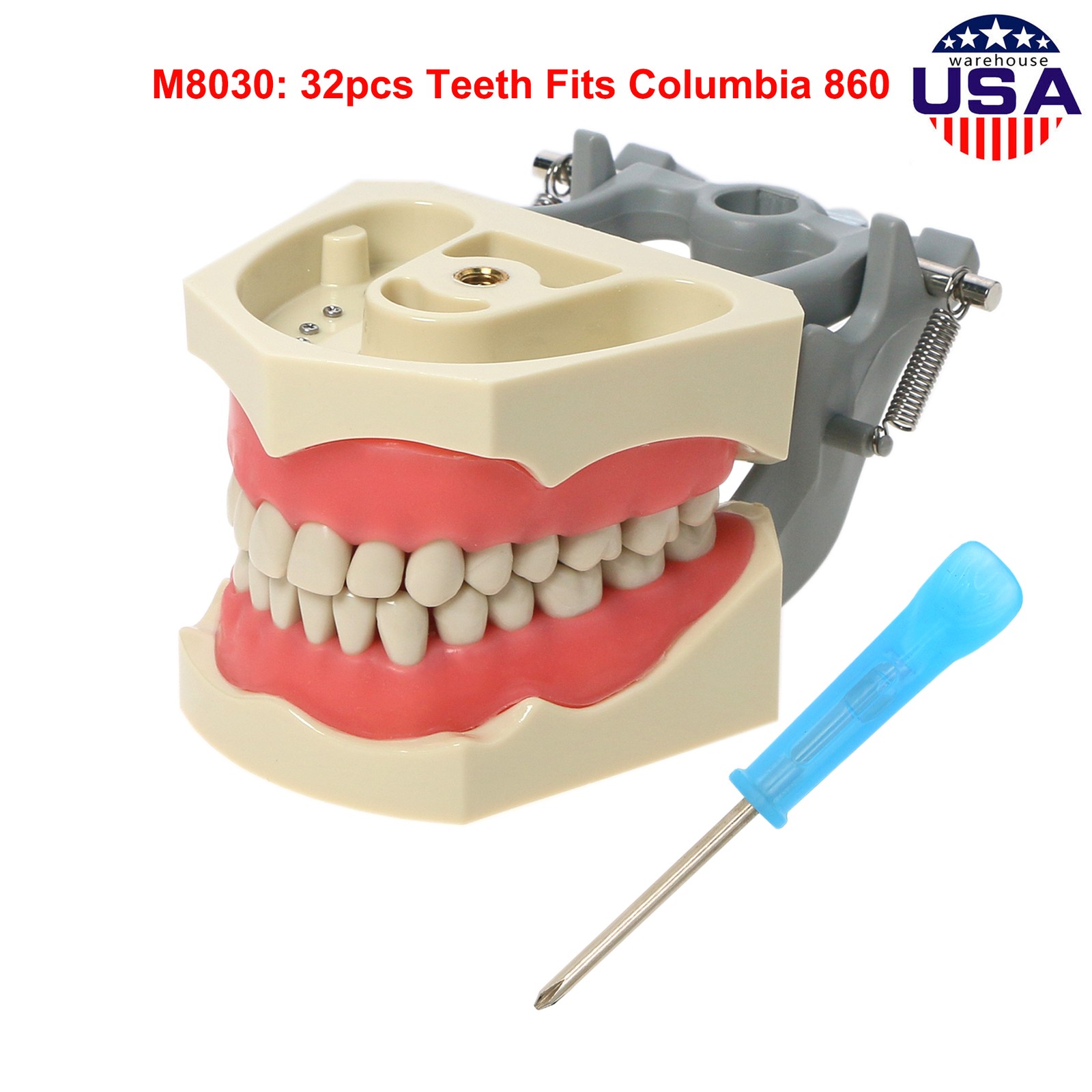 US Dental Overdenture/Implant/Orthodontic Typodont Ortho Training Teaching Model