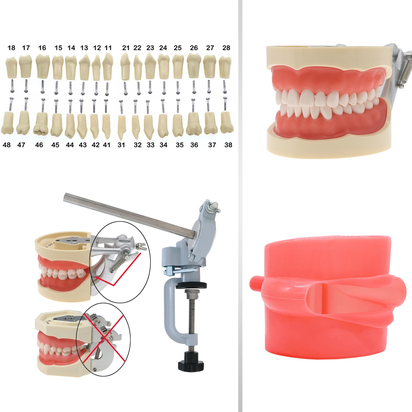 US Dental Overdenture/Implant/Orthodontic Typodont Ortho Training Teaching Model