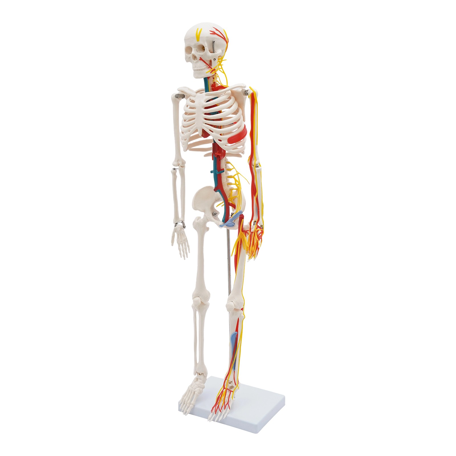 Anatomical Skeleton Model 33.46″, Detachable with Blood Vessels & Base
