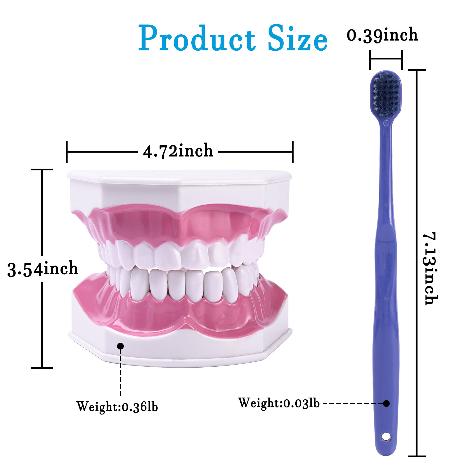 Dental Typodont Demonstration Model Removable 28 Teeth 2 Time Large Study Model