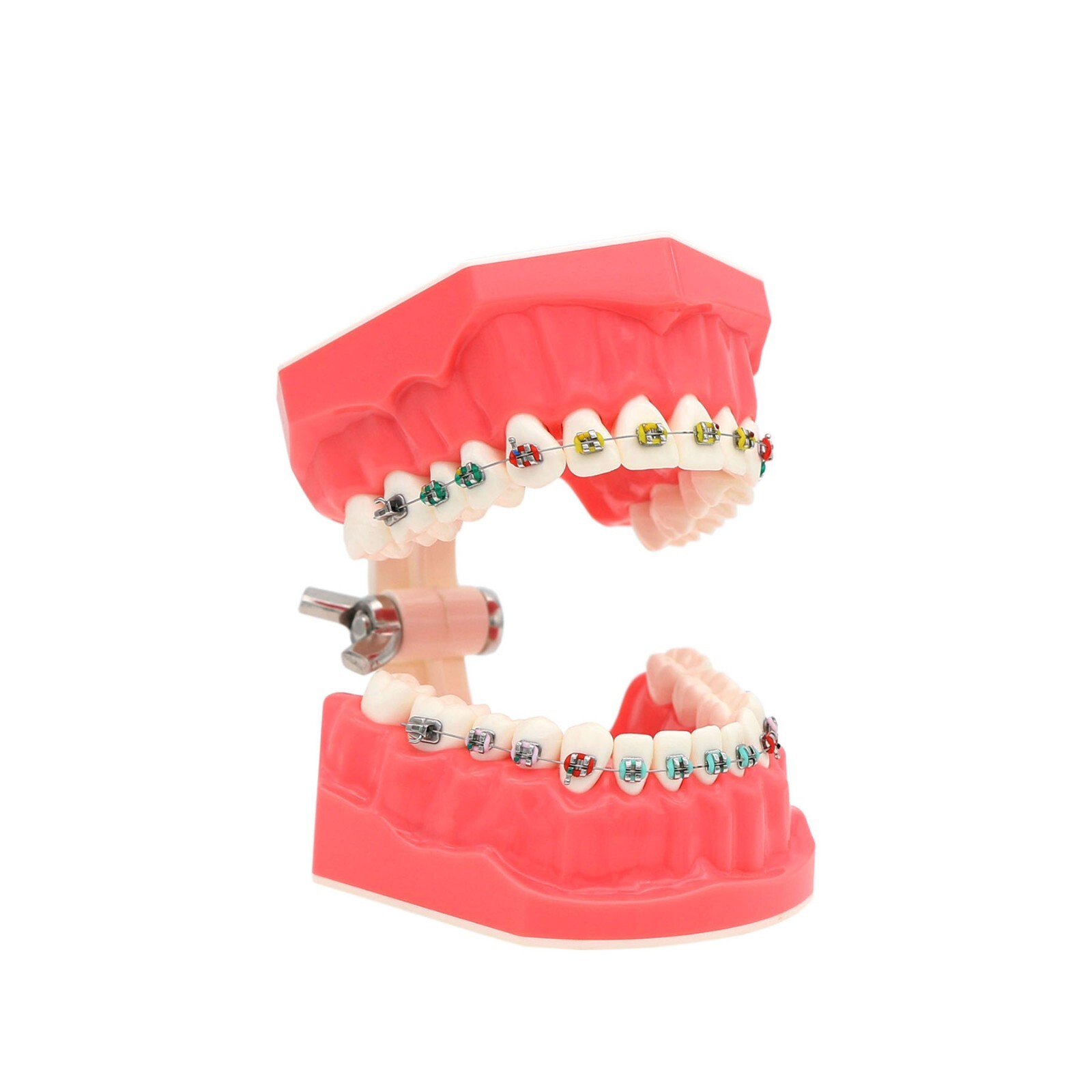 US Dental Typodont Orthodontic Teeth Practice Model with Metal Brackets M7010-2
