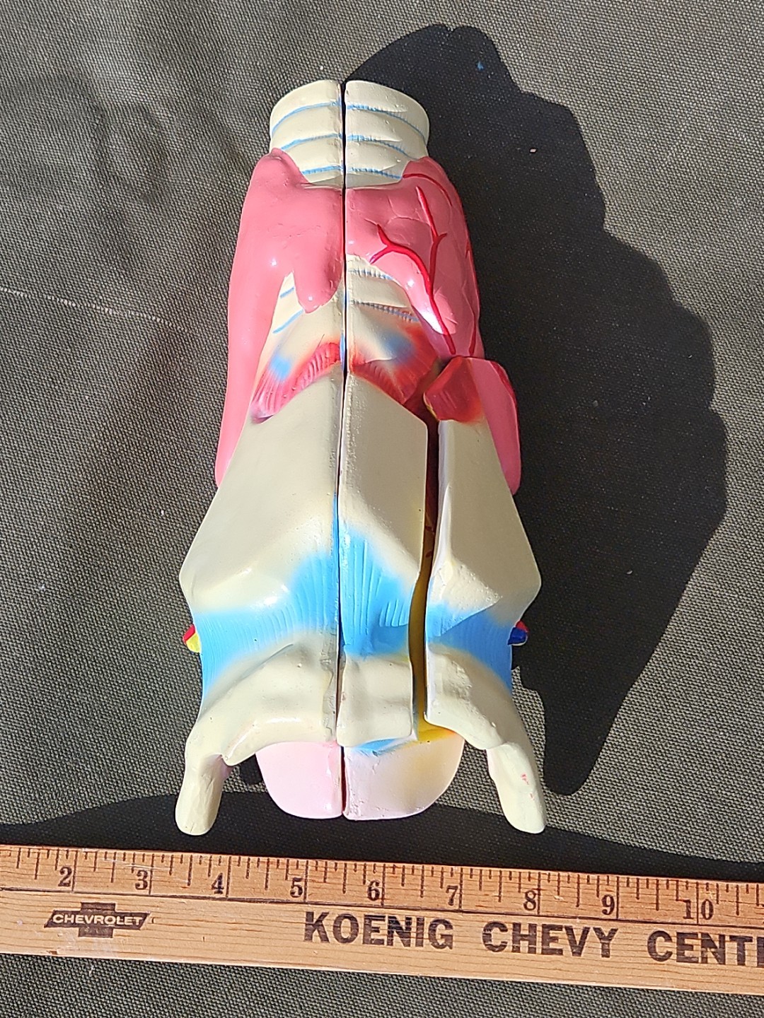 3-D Human LARNYX Anatomical Model 3 Part Doctor’s Office Student Teaching Doll