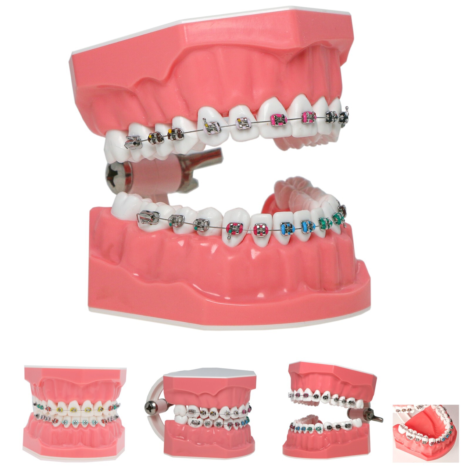 US Dental Typodont Ortho Teeth Model With Metal Braces for Brushing Practice