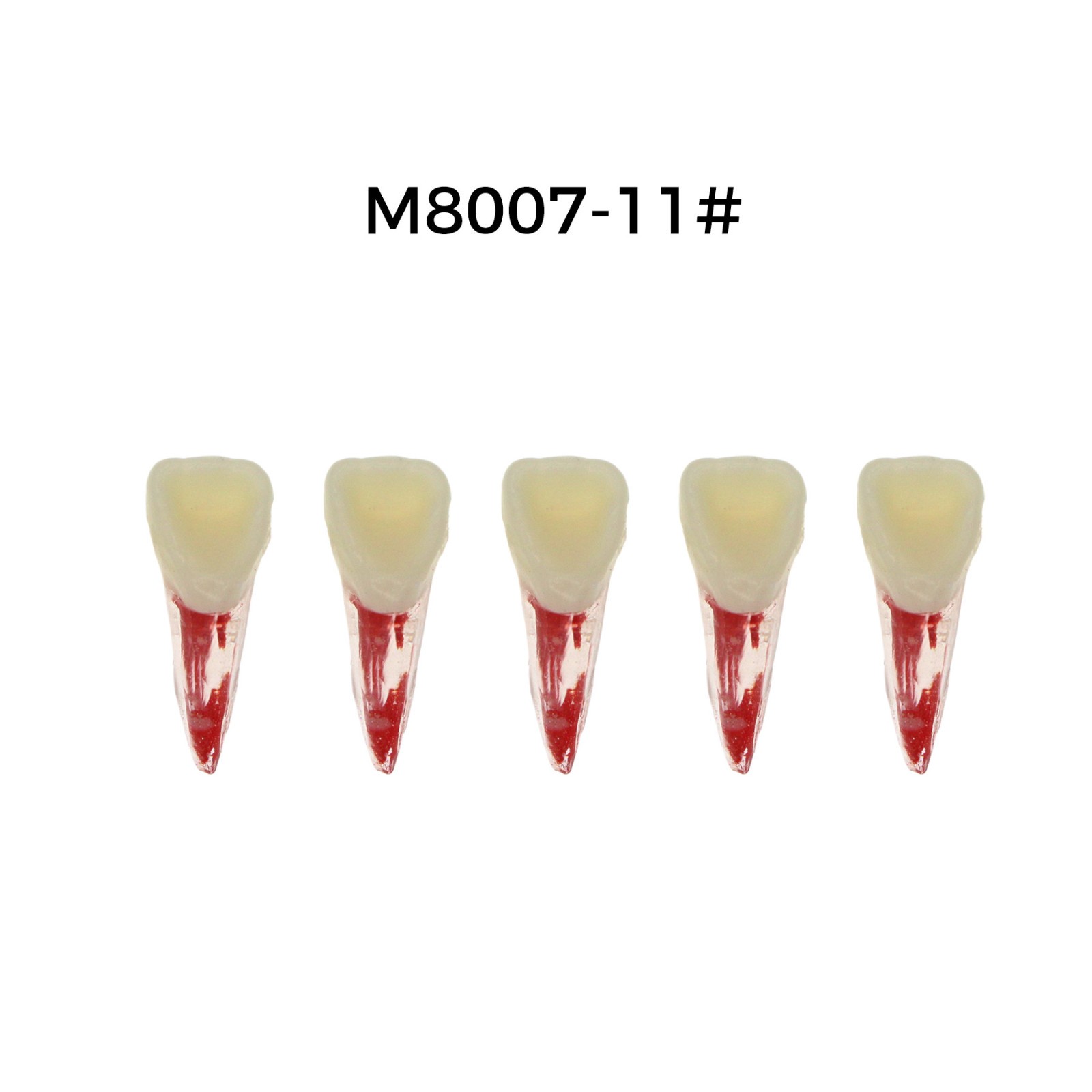 5Pcs Dental Endodontic Root Canal RCT Practice Pulp Cavity Endo Teeth Tooth 8007