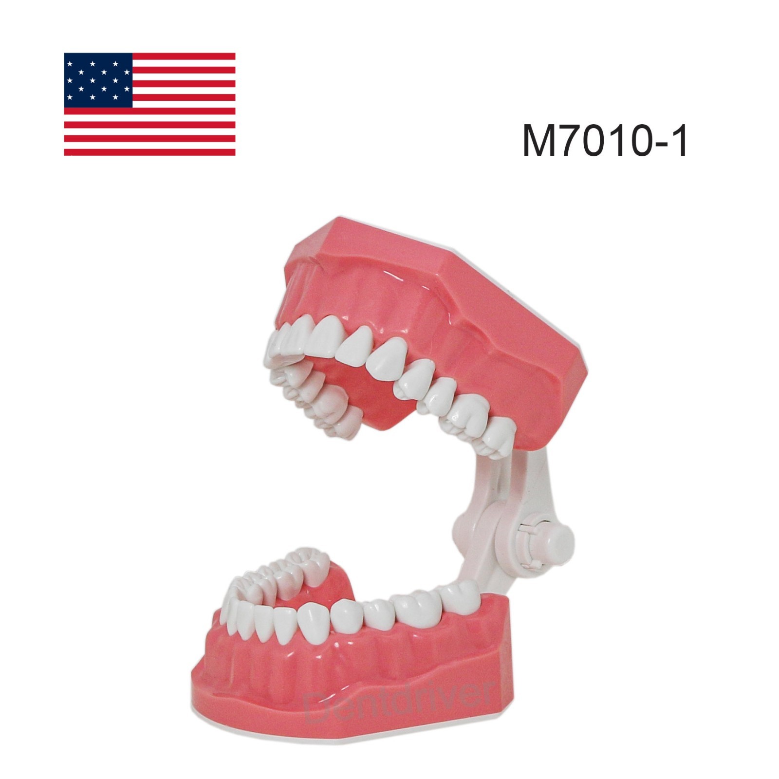 US M7010 Series Typodont M7010-1 Hygiene/M7010-2 Orthodontic Bracket Teeth Model