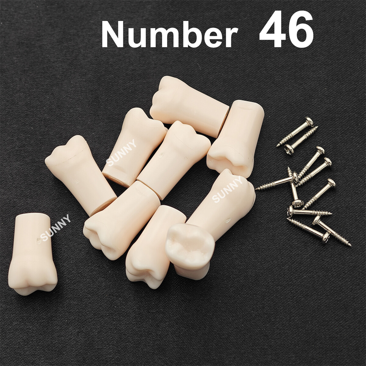 Dental Typodont Teeth Replacement Set of 40 Teeth Kilgore Nissin 500 Fit Screws