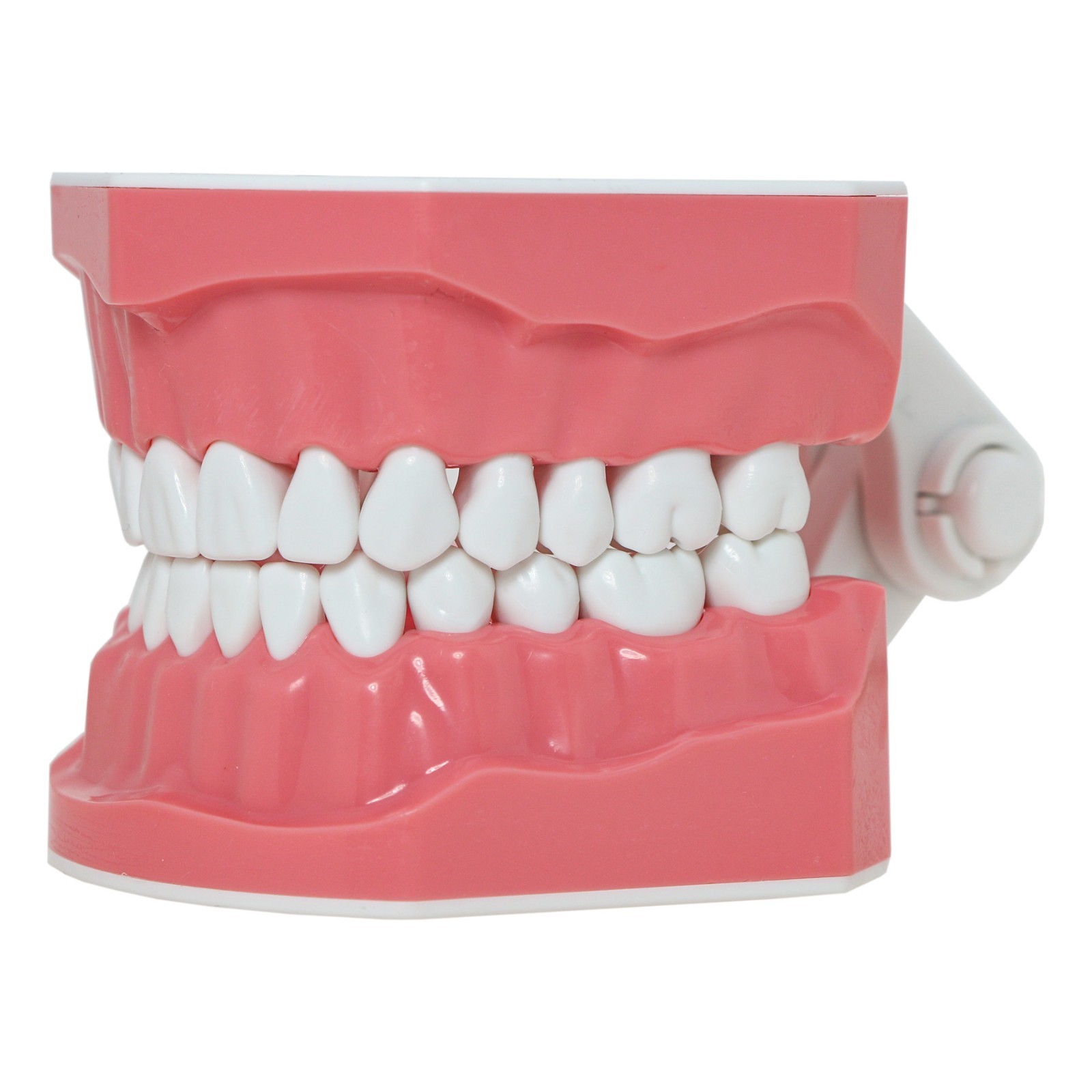 US Dental Orthodontic Model Brushing Flossing Practice Teeth Model with Brackets