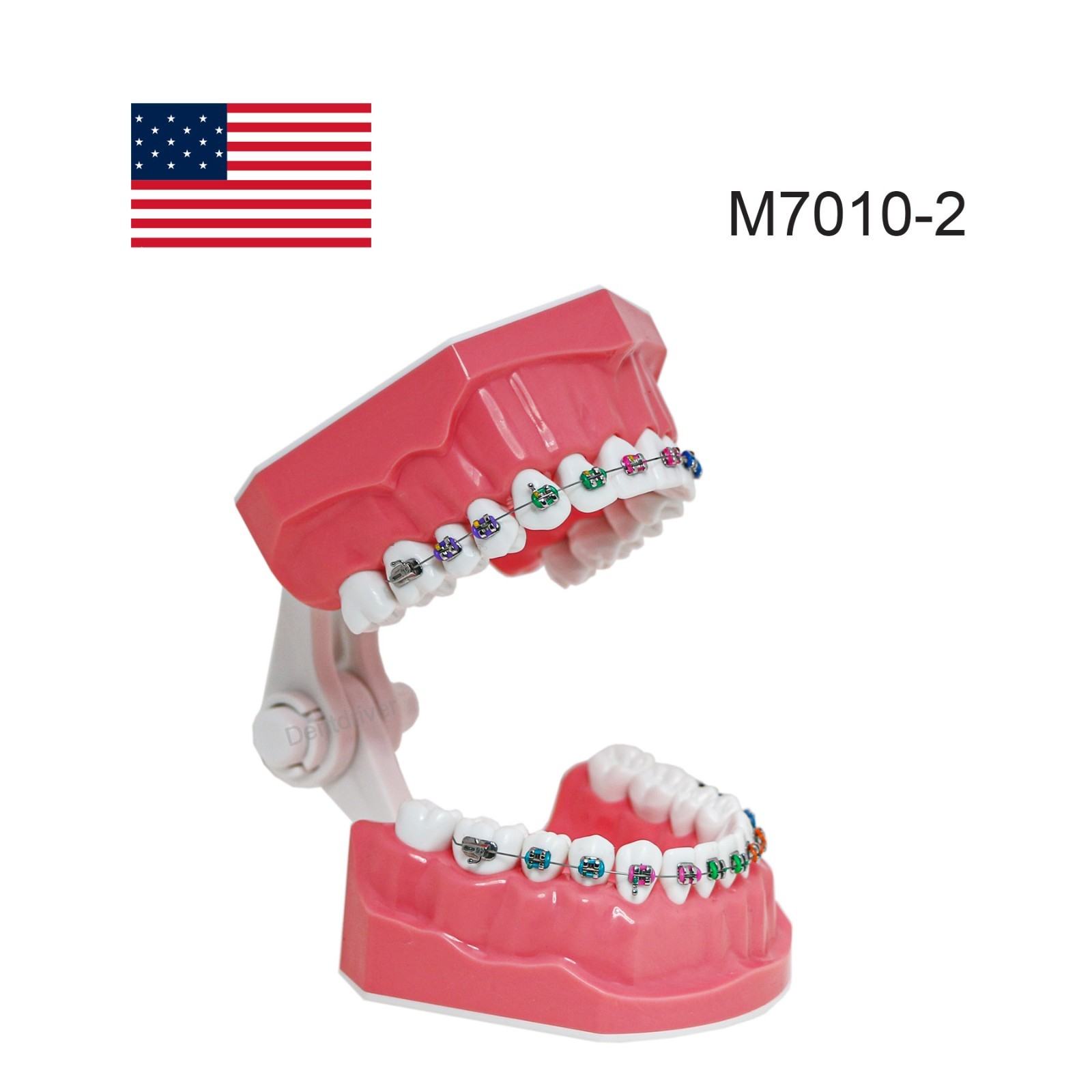 US M7010 Series Typodont M7010-1 Hygiene/M7010-2 Orthodontic Bracket Teeth Model