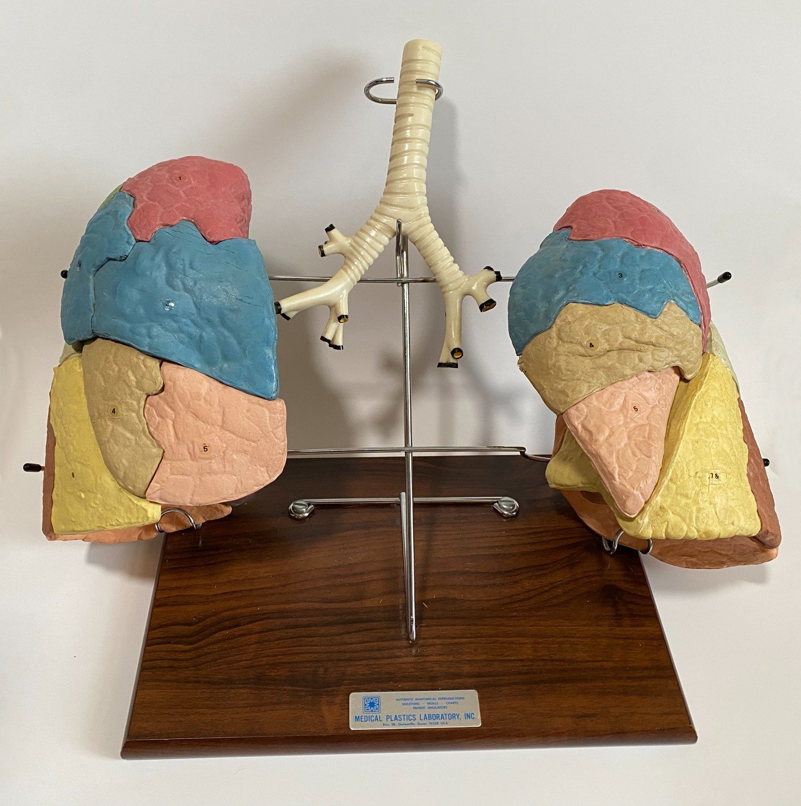 Medical Plastics Laboratory Lung Model on Stand – Anatomy Foam Sections Vintage