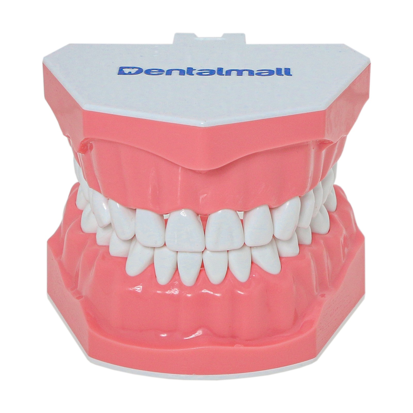 US Dental Overdenture/Implant/Orthodontic Typodont Ortho Training Teaching Model