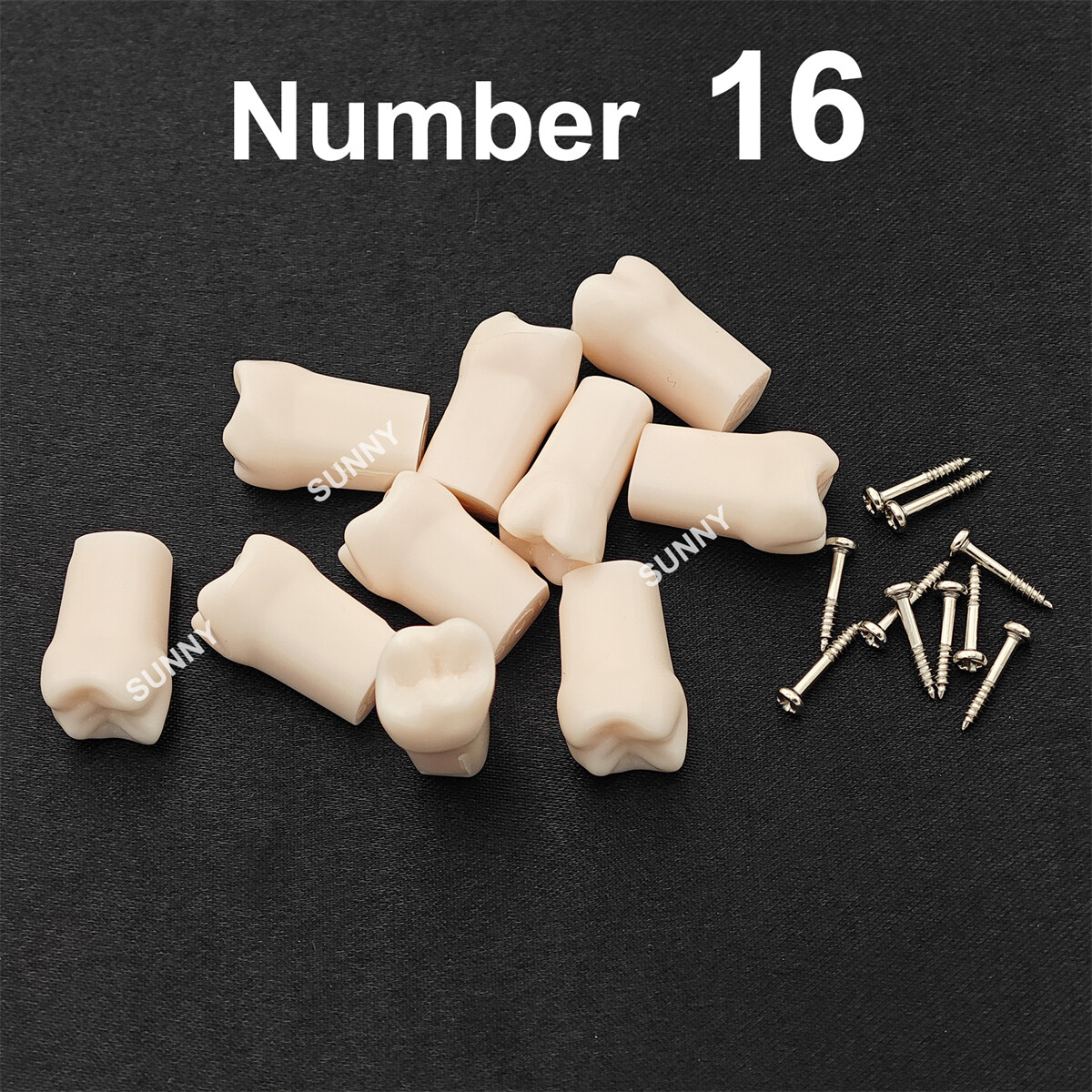 Dental Typodont Teeth Replacement Set of 40 Teeth Kilgore Nissin 500 Fit Screws
