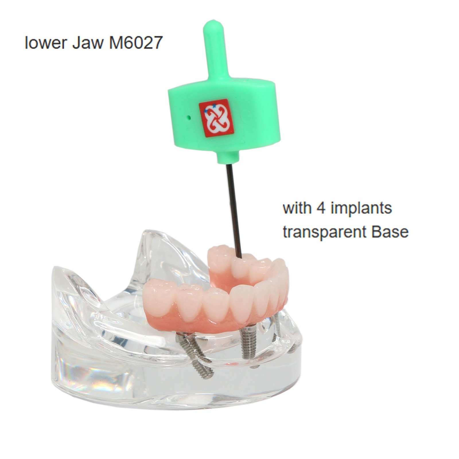 All-On-4 Dental Implant System Overdenture Treatment Teeth Model U/L Jaw W/screw