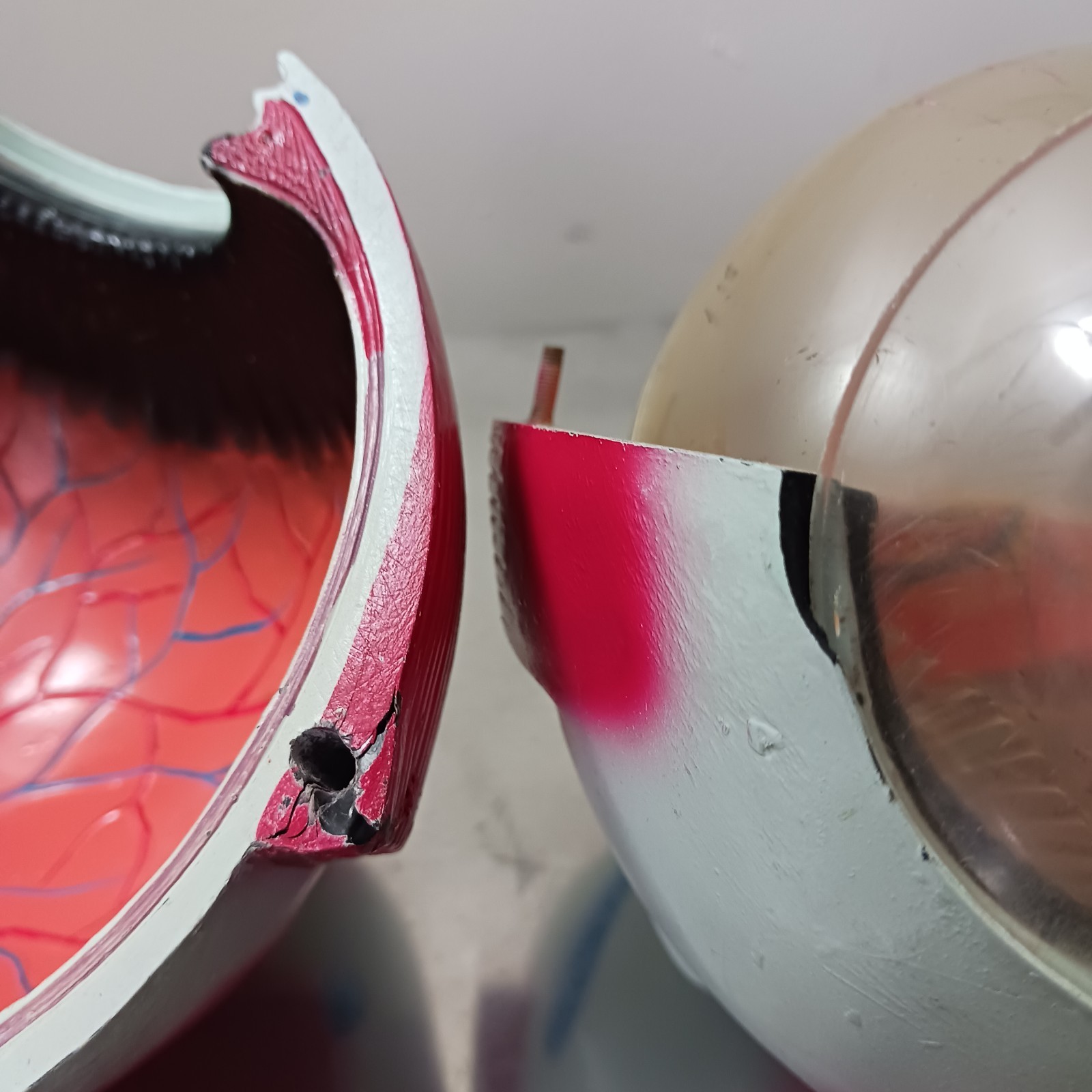 Human EYE Model Anatomy Multi Part Anatomical Eye Biology Science Model NO BASE