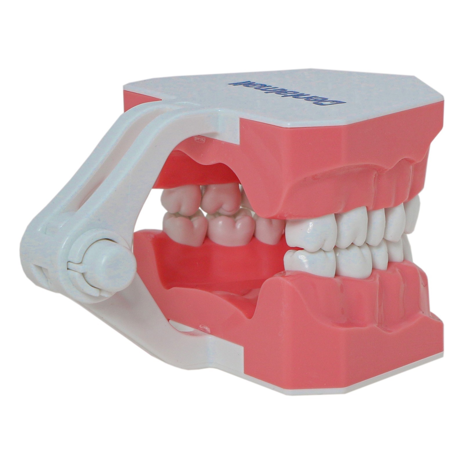 US Dental Orthodontic Model Brushing Flossing Practice Teeth Model with Brackets