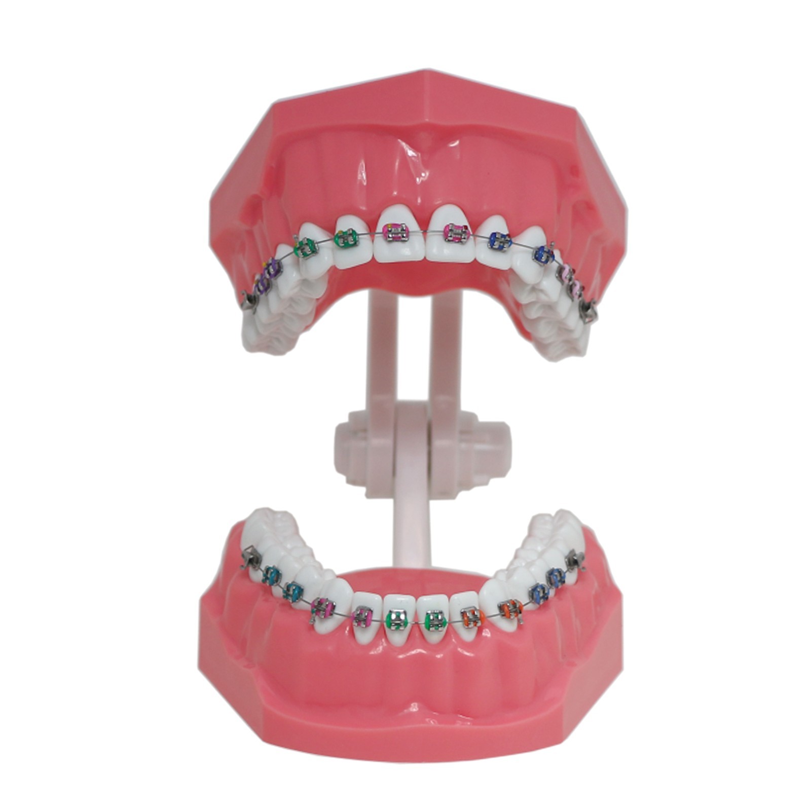 US Dental Orthodontic Model Brushing Flossing Practice Teeth Model with Brackets