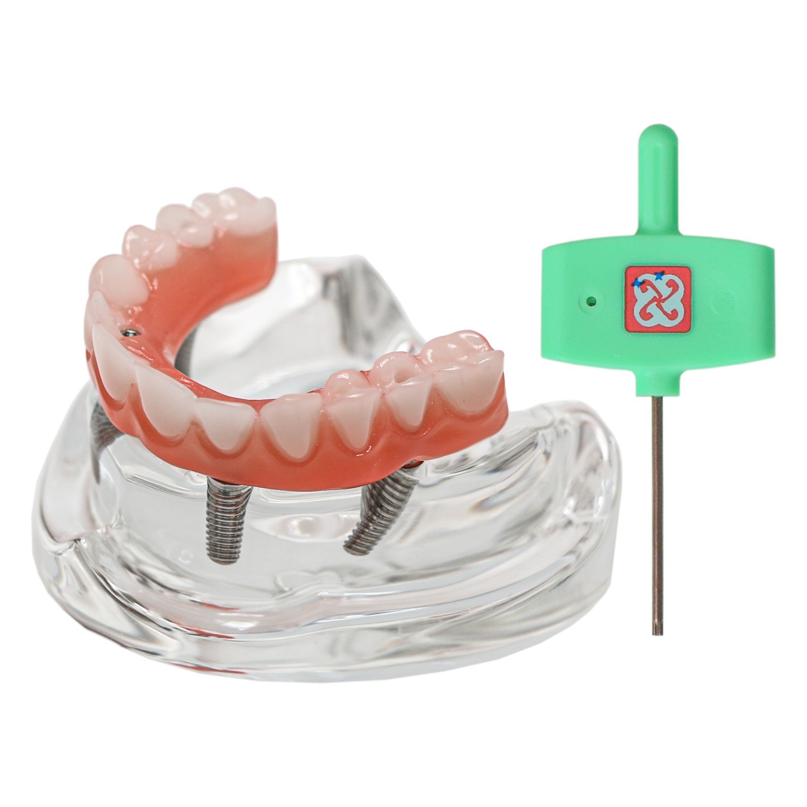 All-On-4 Dental Implant System Overdenture Treatment Teeth Model U/L Jaw W/screw