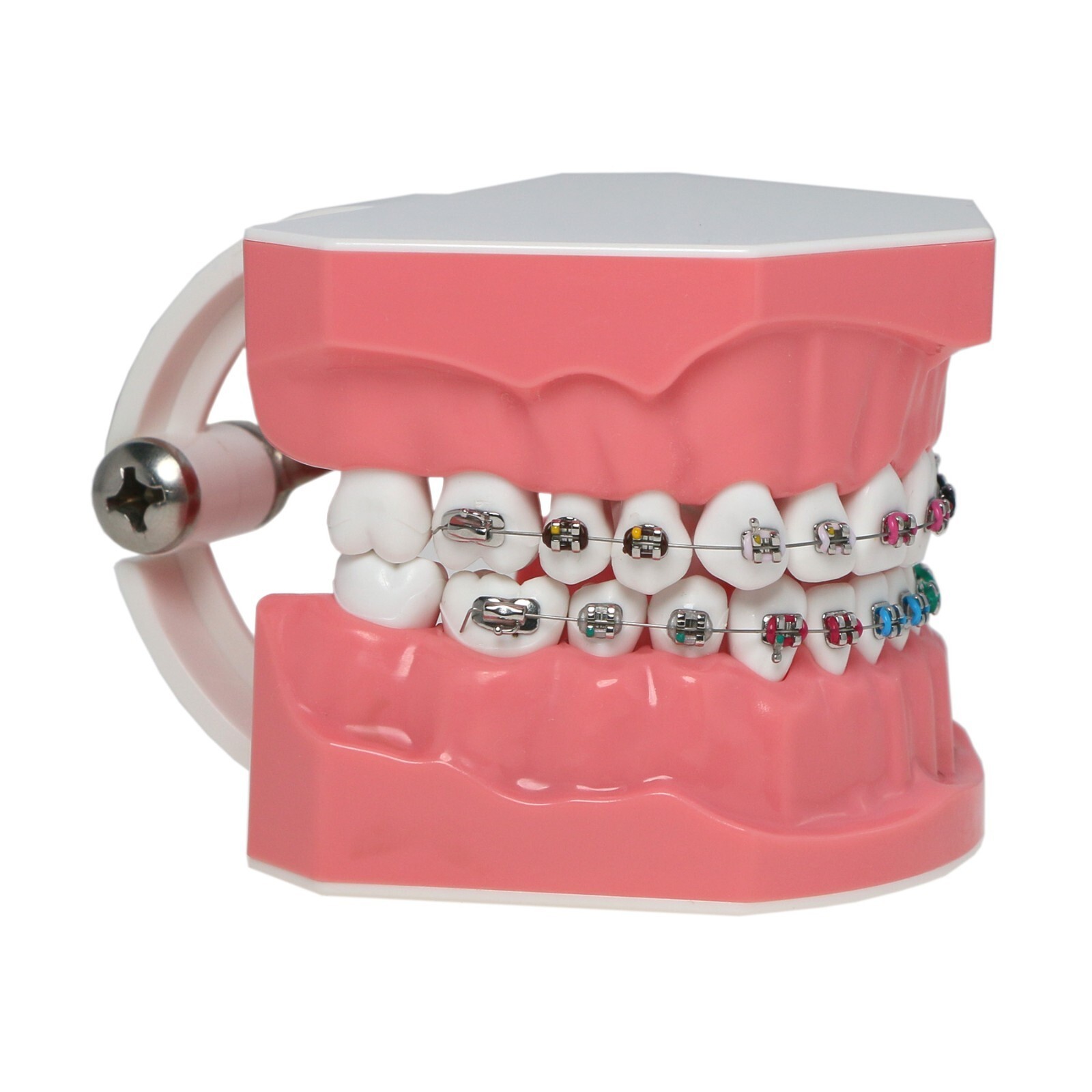 Dental Teeth Model Typodont Demonstration with Braces For Patient Study M7010-2