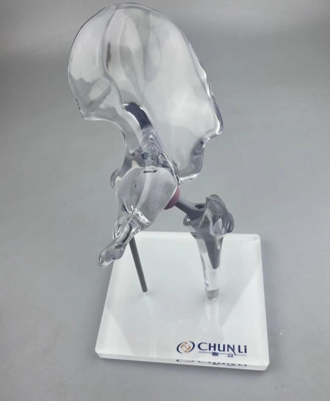 Transparent 1/3 Artificial Hip Joint Replacement Medical Anatomical Demo Model