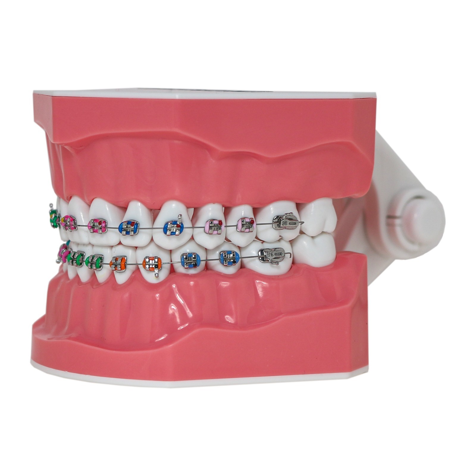 US Dental Orthodontic Model Brushing Flossing Practice Teeth Model with Brackets